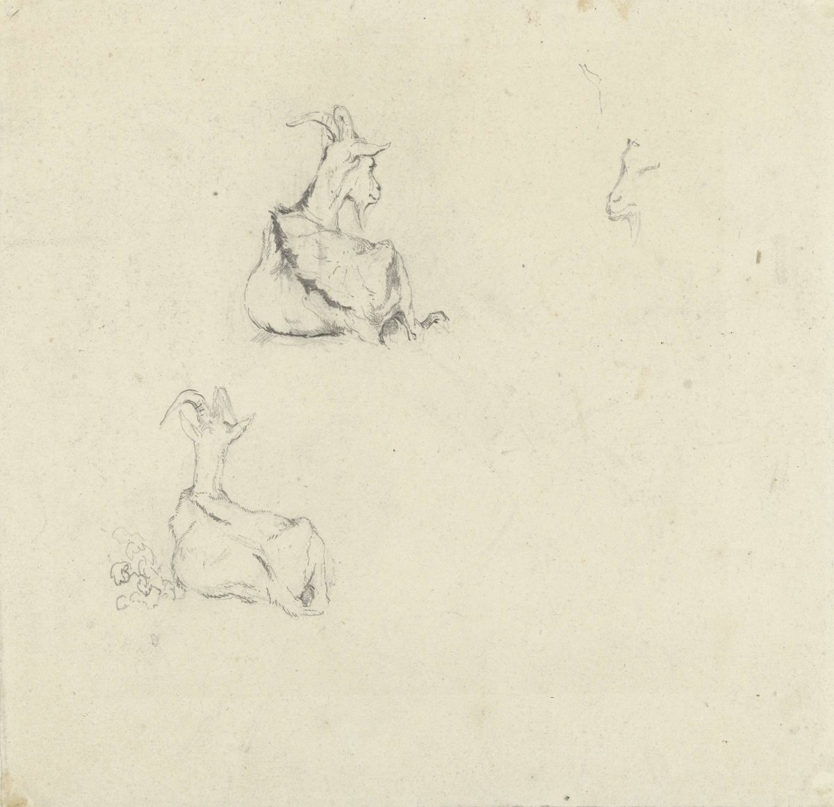 Three studies of a goat, Gerard Bilders, 1848 - 1865