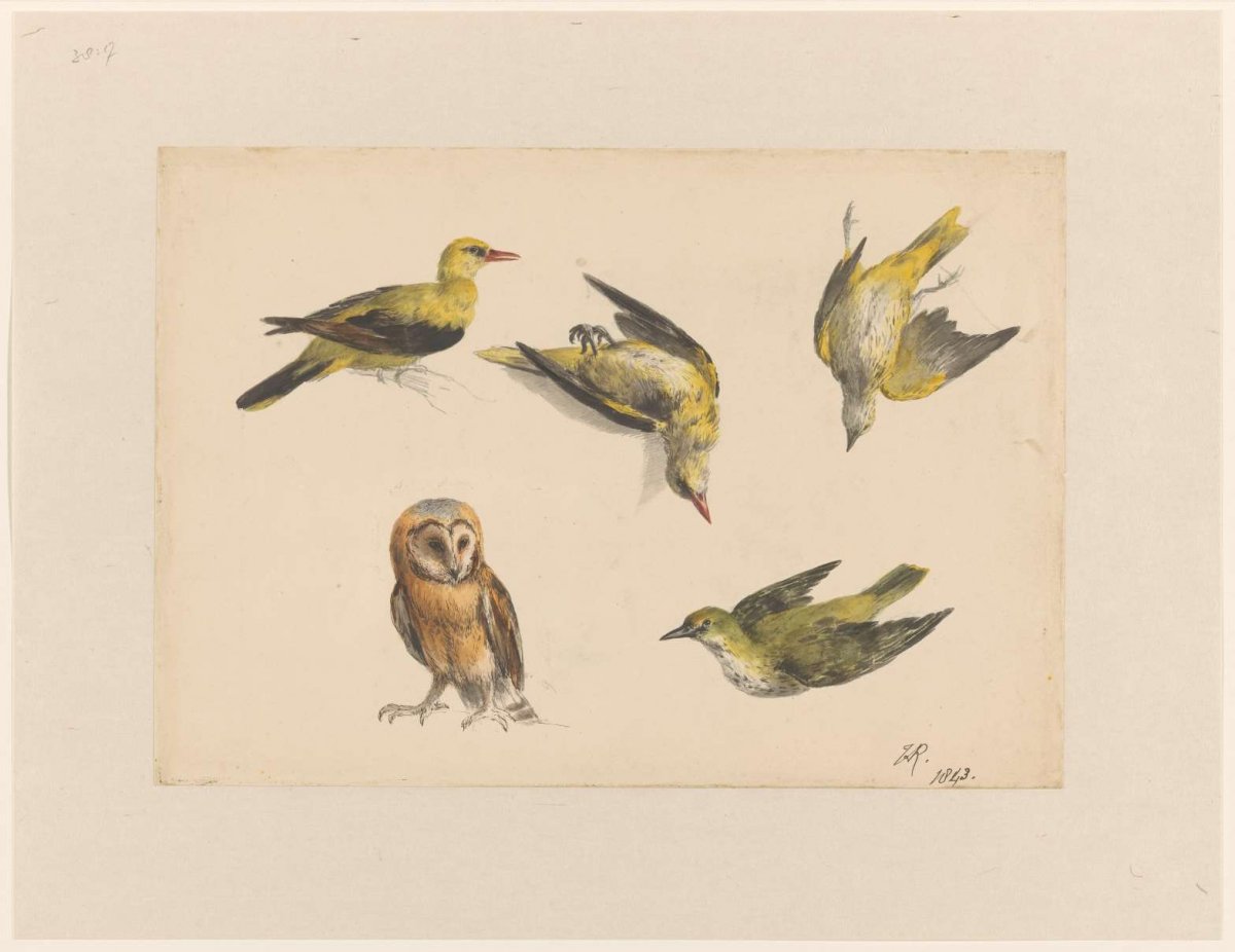 Studies of an owl and two orioles, Henriëtte Ronner, 1843