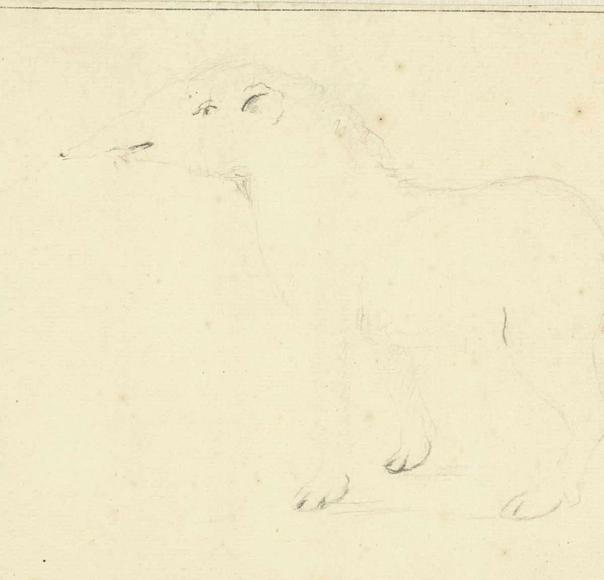 Sketch of a tapir, Willem Hendrik Wilhelmus van Royen, 1706