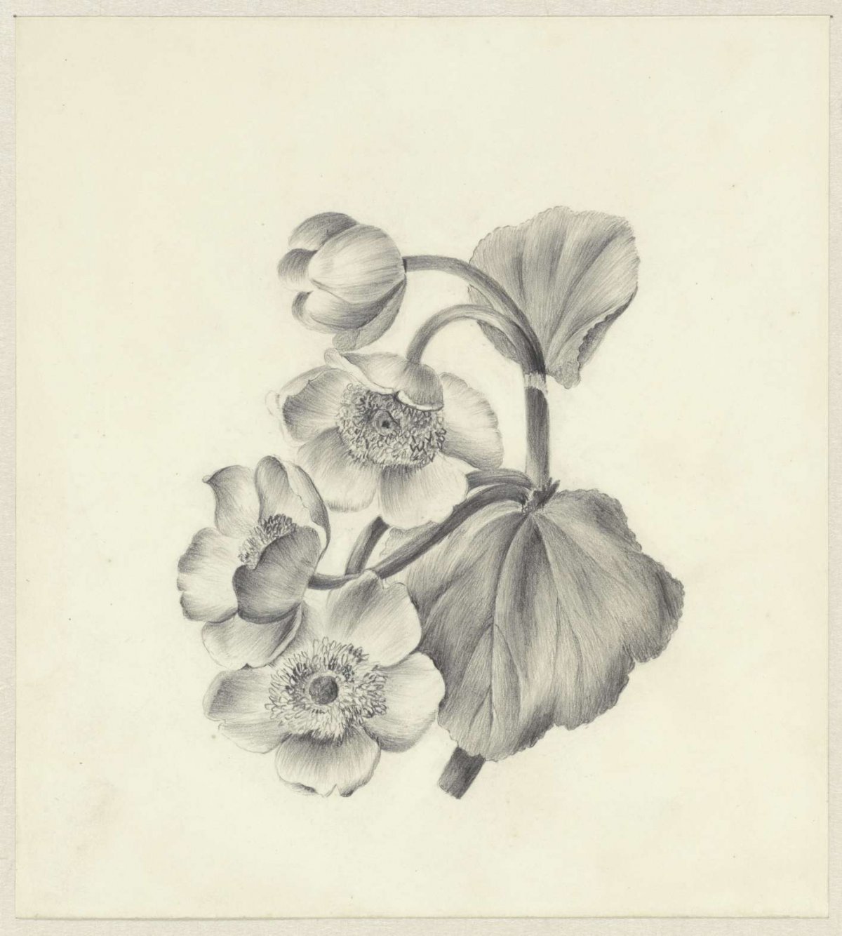 Dotterbloemen, Antoinette Luden, 1837