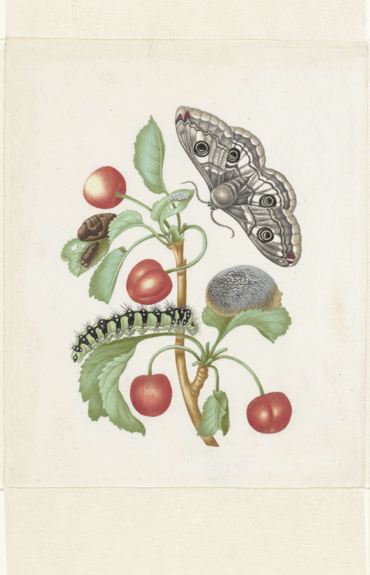 Lifecycle of the night peacock butterfly, Maria Sibylla Merian, after 1679