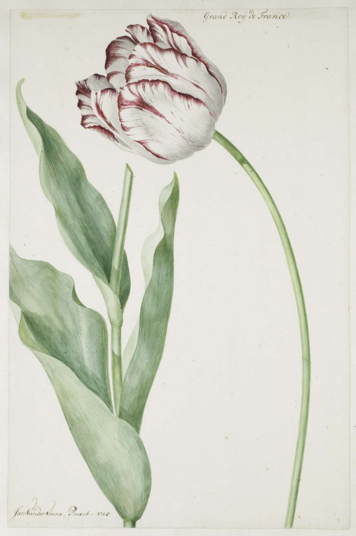 Tulip Grand Roy de France, Jan Laurensz. van der Vinne, 1728
