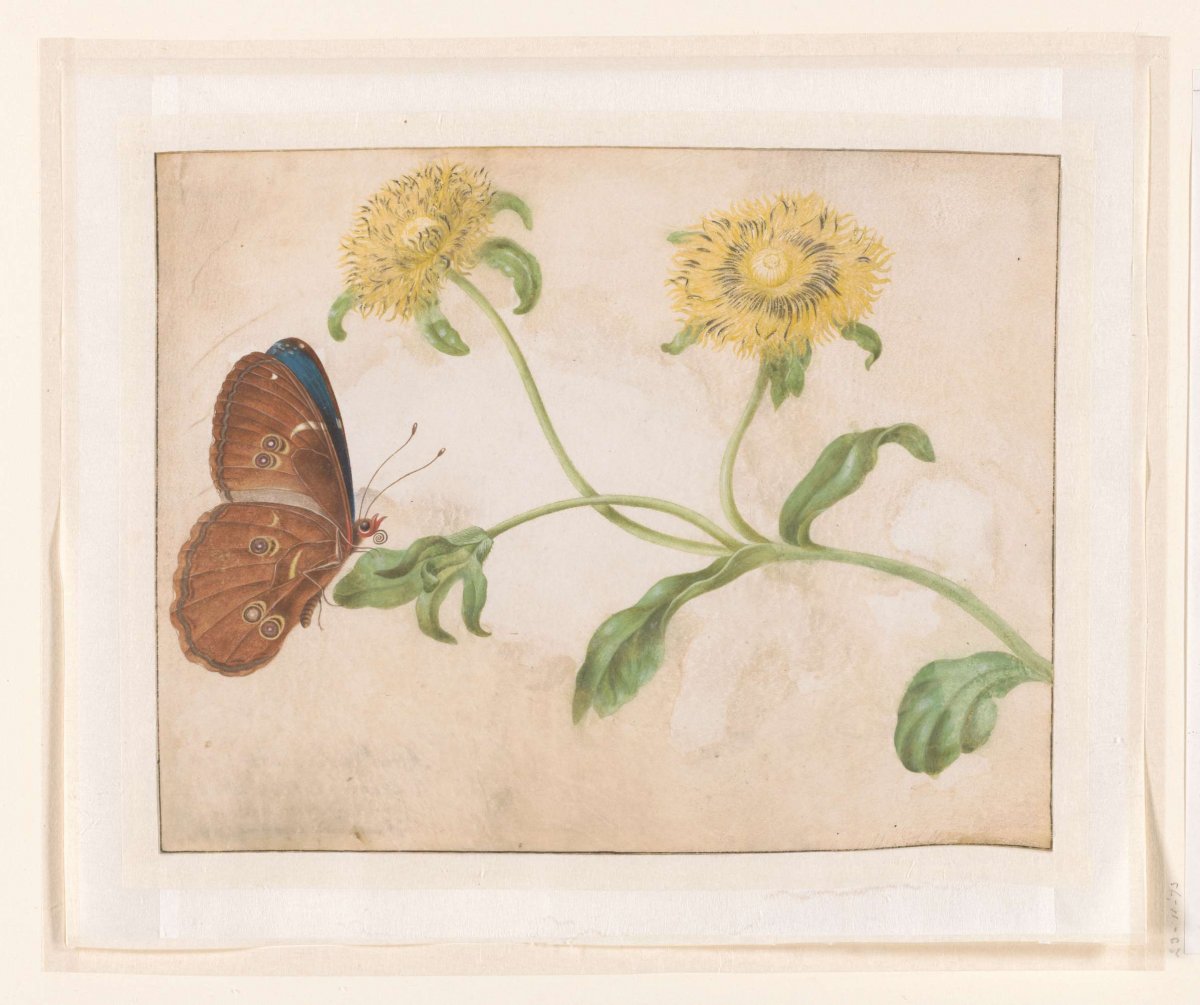 Blue Morpho Butterfly on a Yellow Flower, Maria Sibylla Merian, 1696