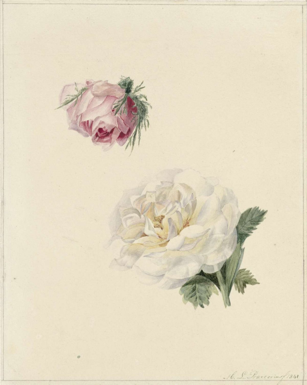 Studies of a pink and a white rose, Marie Louise Praetorius, 1841