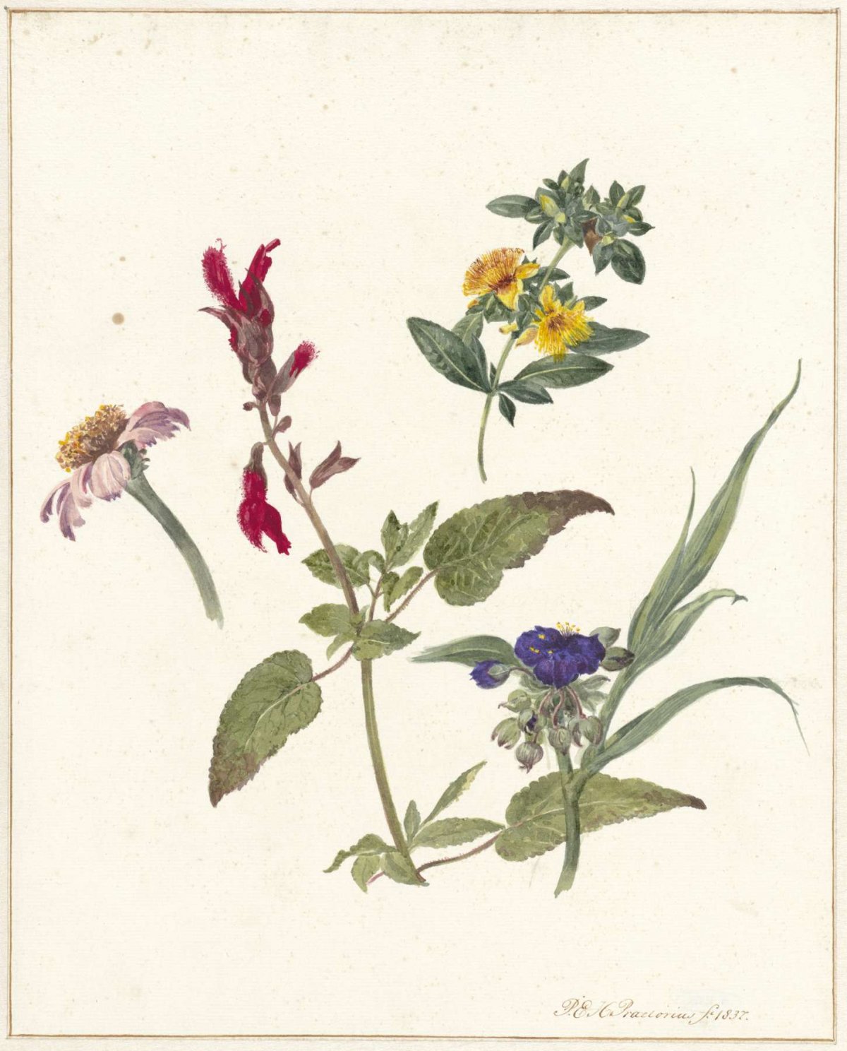 Studies of field flowers, Pieter Ernst Hendrik Praetorius, 1837