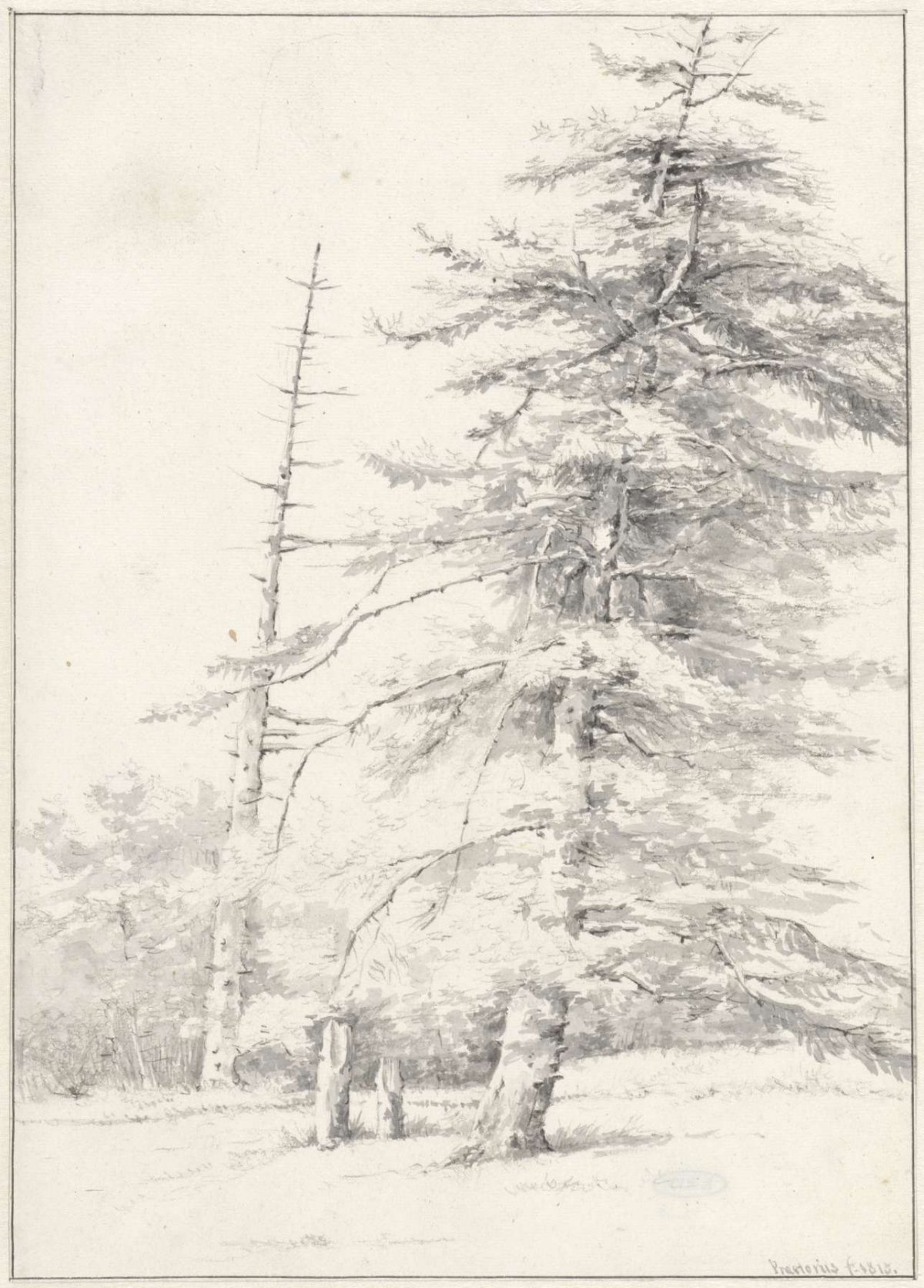 Studies of spruce, Pieter Ernst Hendrik Praetorius, 1813