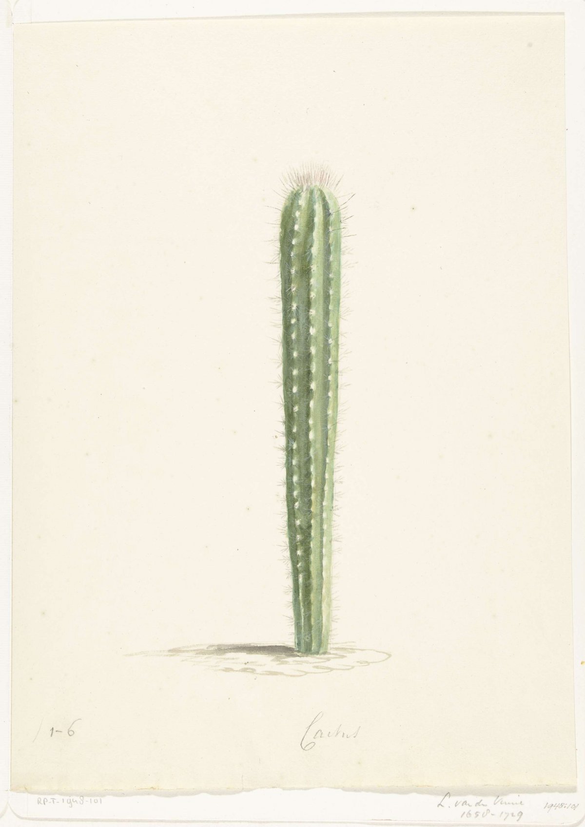 Cactus, Laurens Vincentsz. van der Vinne, 1668 - 1729