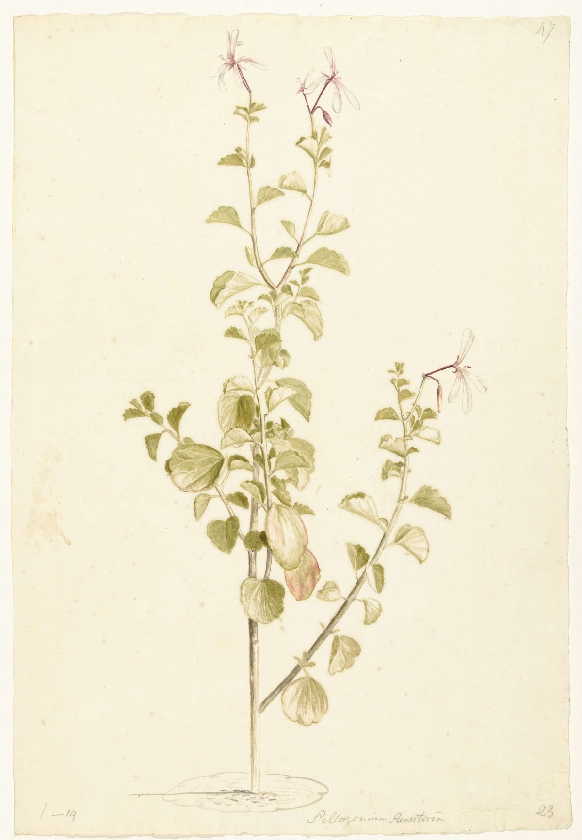 Bloeiende Pelargonium, Laurens Vincentsz. van der Vinne, 1668 - 1729