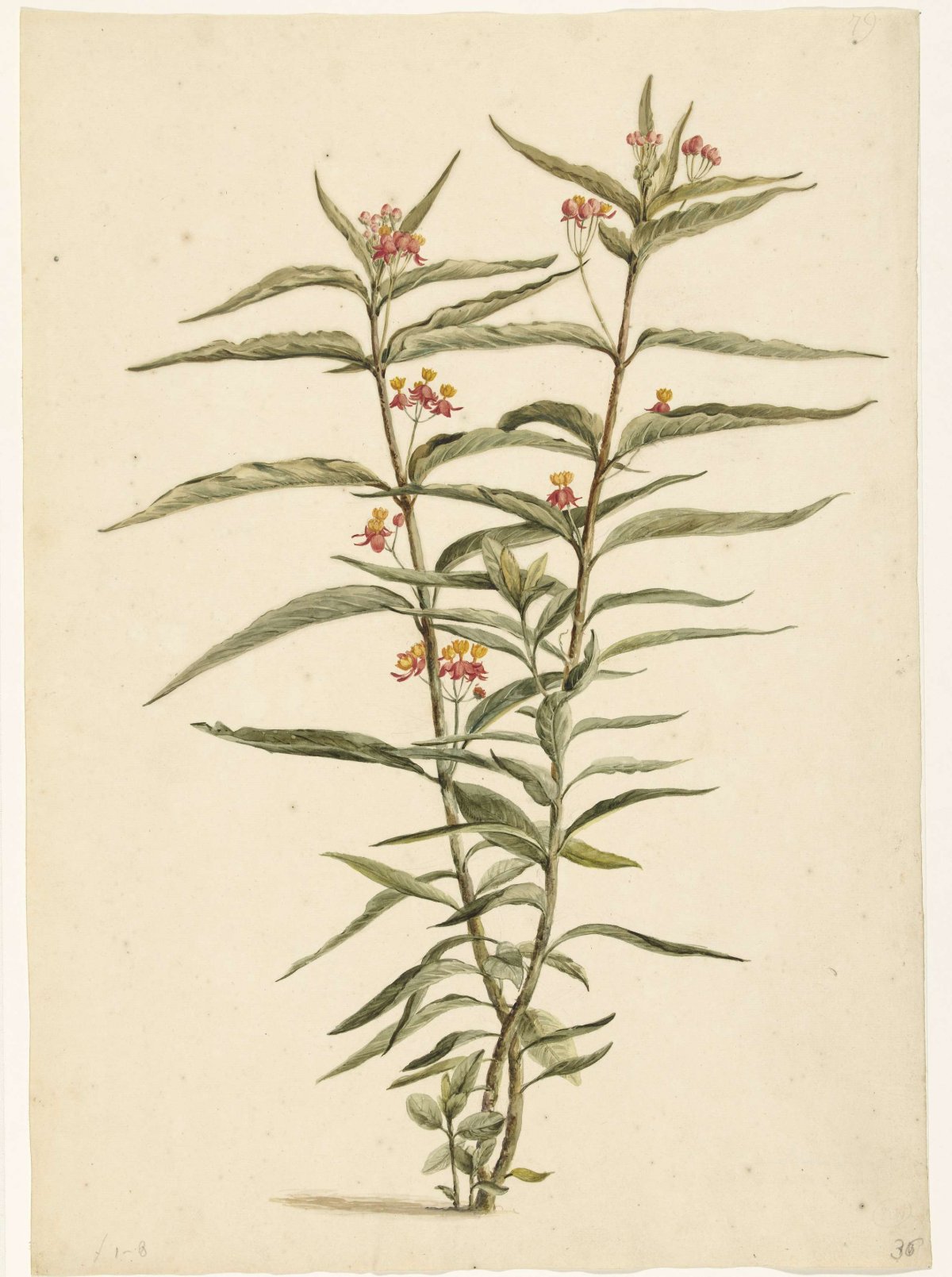 Bloeiende frederiksbloem (Asclepias curassavica), Laurens Vincentsz. van der Vinne, 1668 - 1729