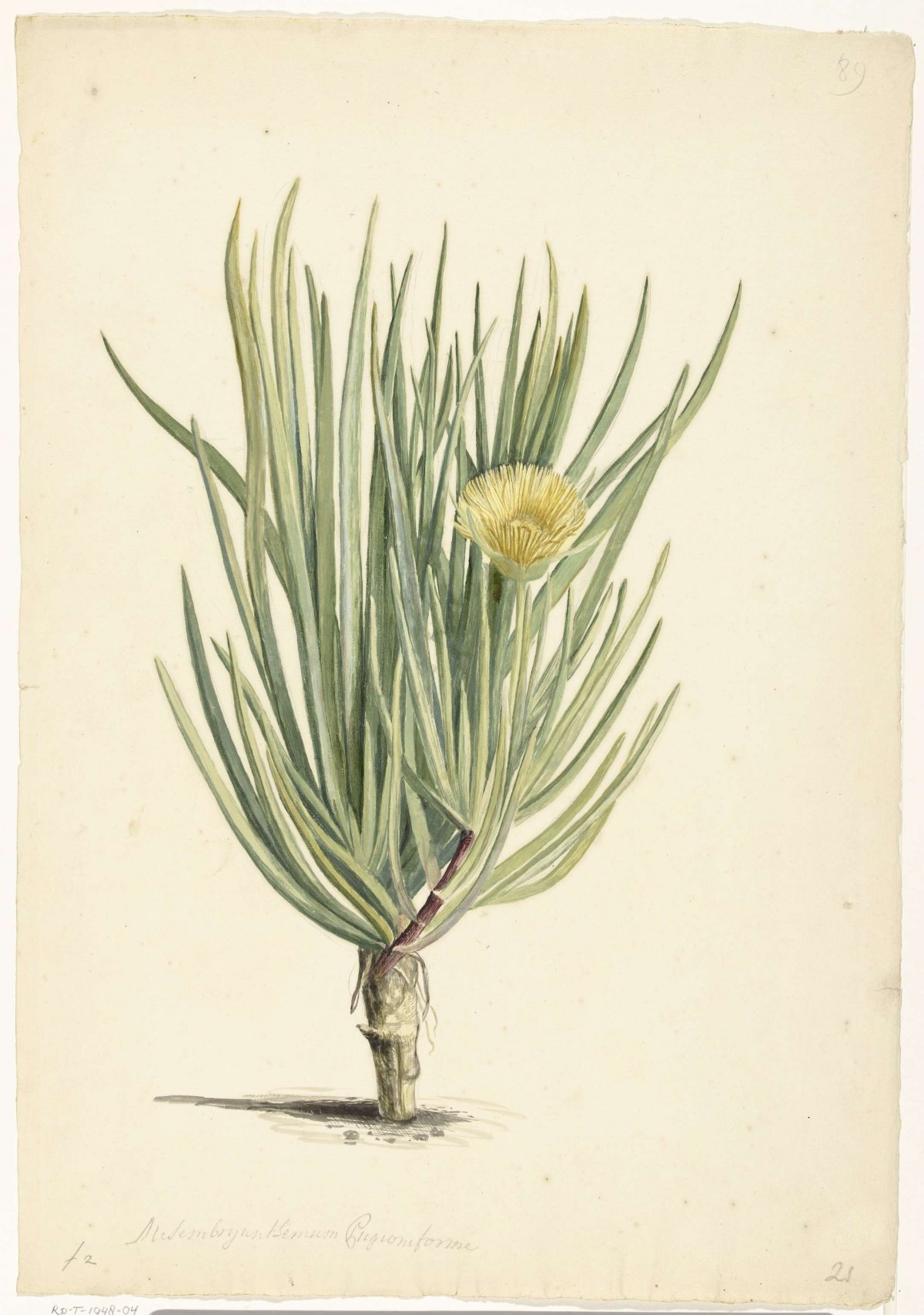 Narrow-leaved Iceplant in Bloom, Laurens Vincentsz. van der Vinne, 1668 - 1729