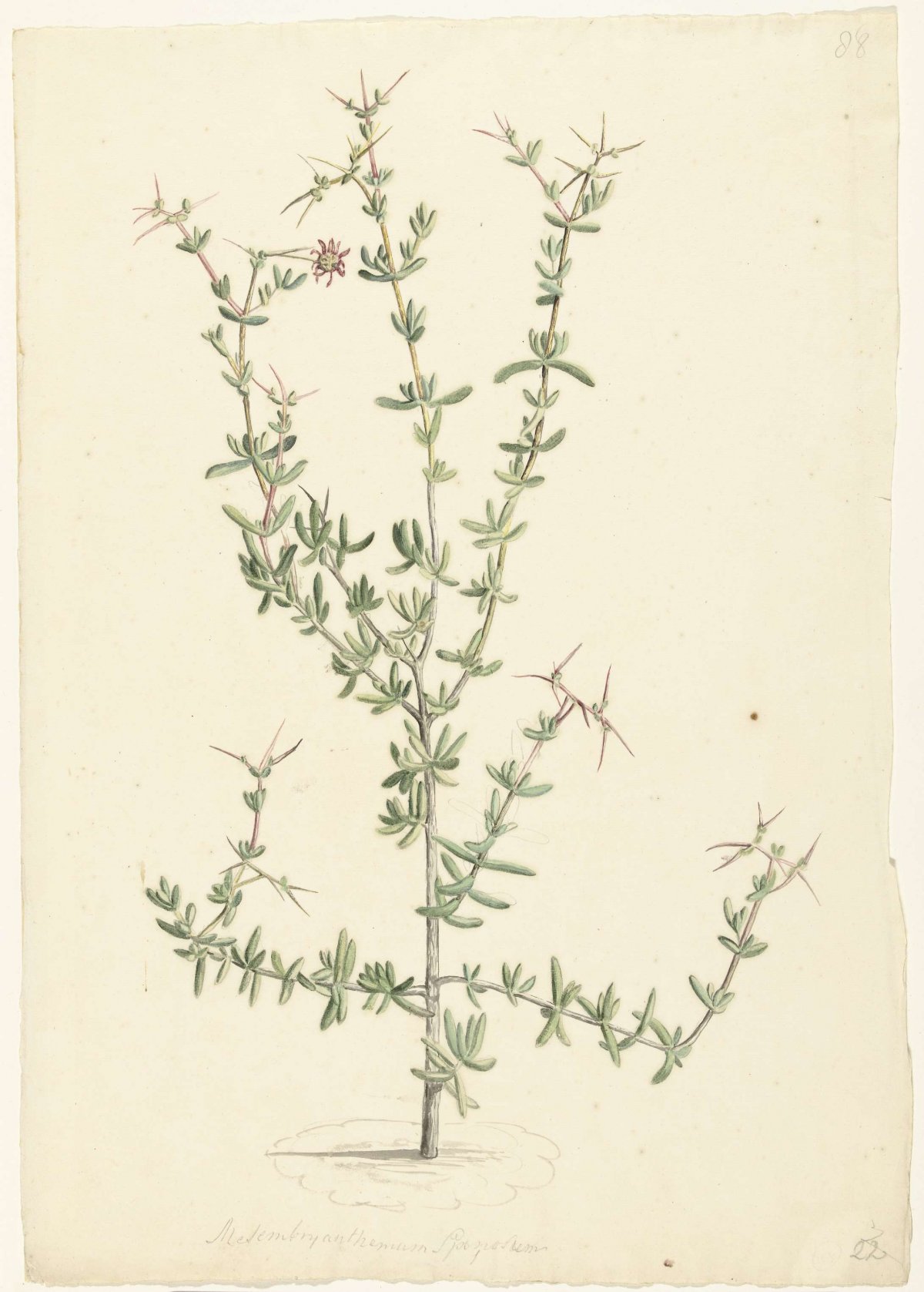 Mesembryanthemum spinosum, Laurens Vincentsz. van der Vinne, 1668 - 1729