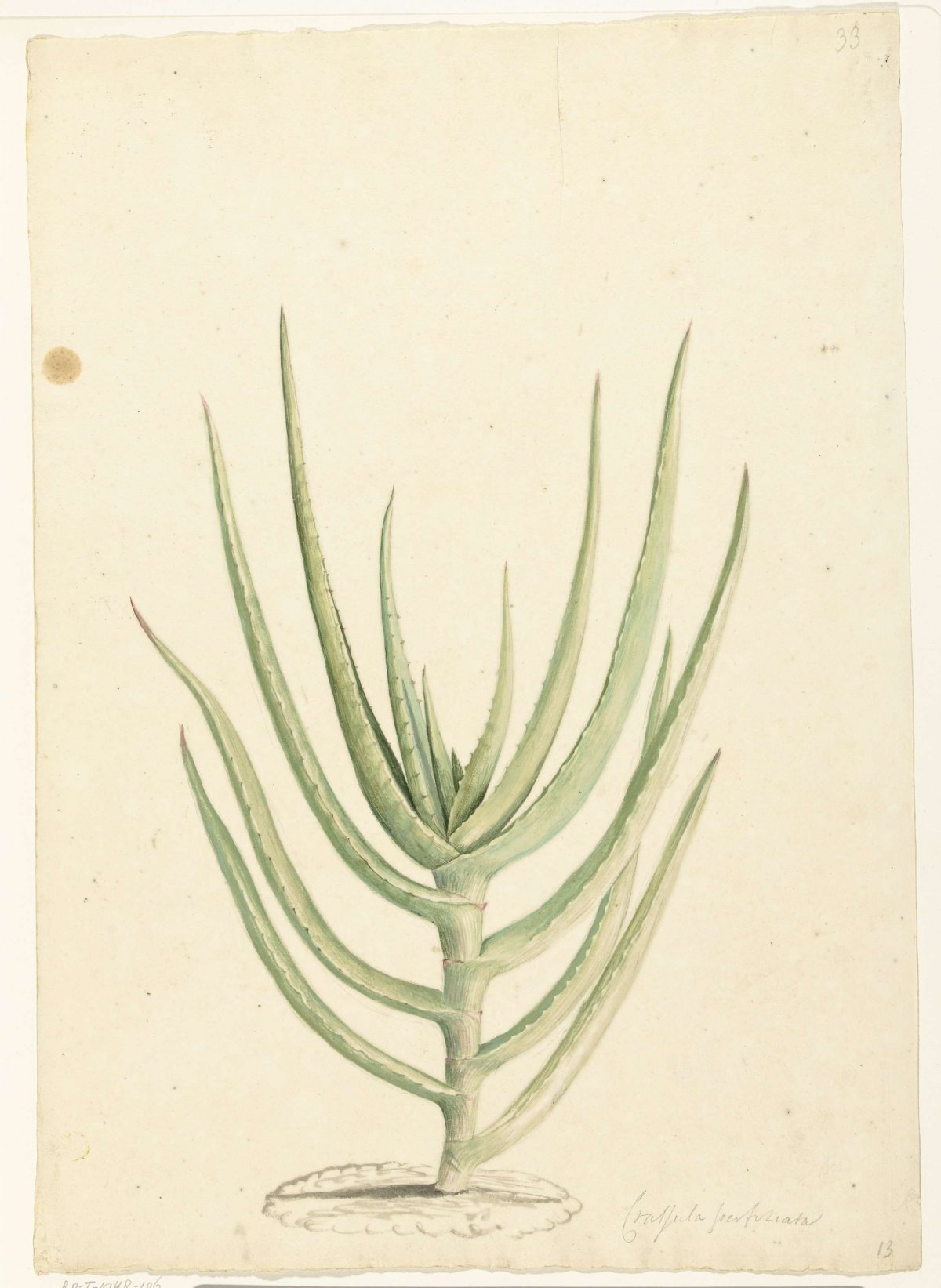 Crassula perfoliata, Laurens Vincentsz. van der Vinne, 1668 - 1729