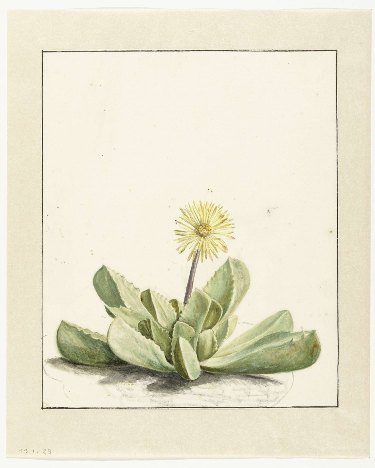 Bloeiende Mesembryanthemum, Laurens Vincentsz. van der Vinne, 1668 - 1729