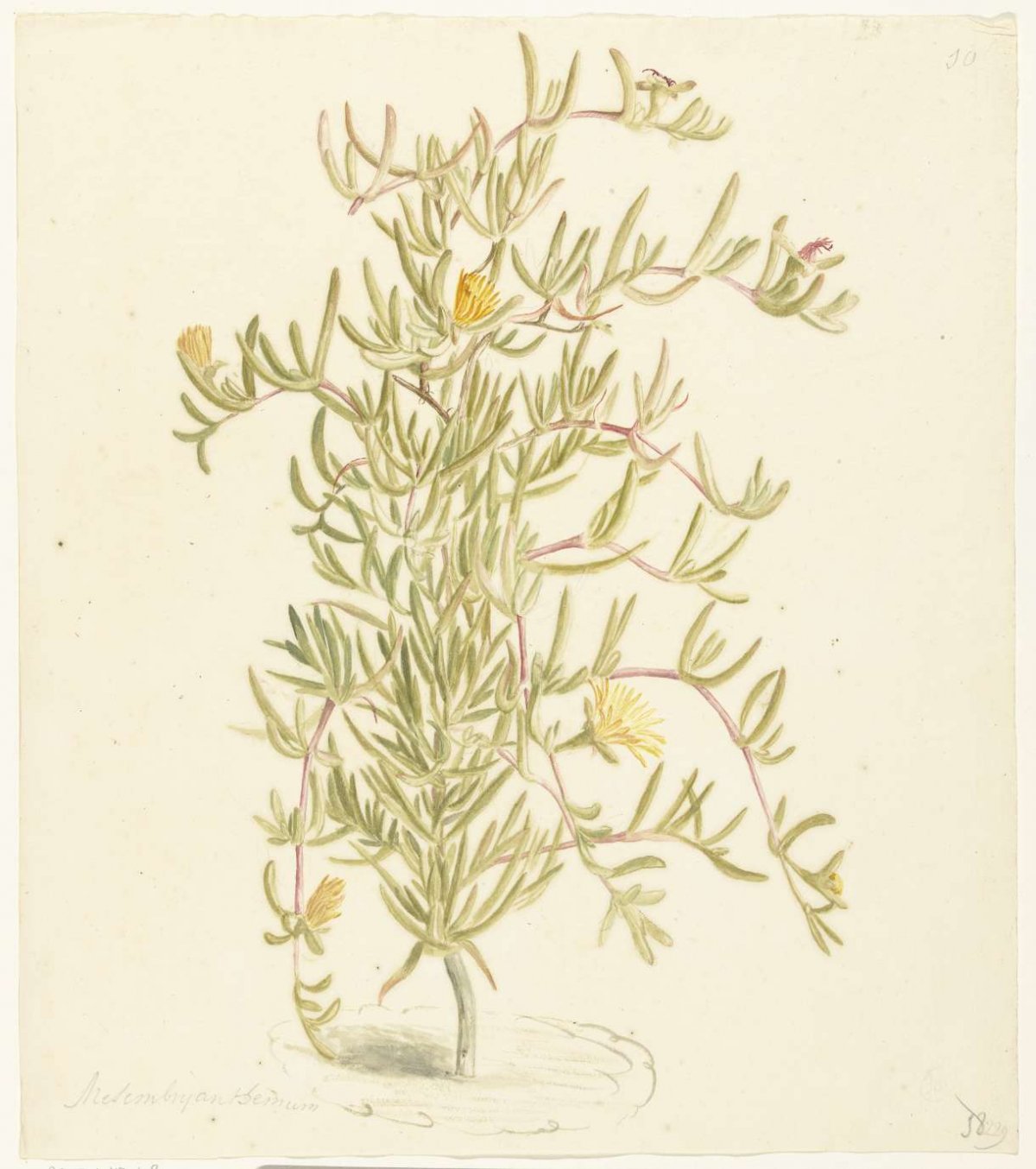 Flowering Mesembryanthemum in the Aizoaceae family, Laurens Vincentsz. van der Vinne, 1668 - 1729