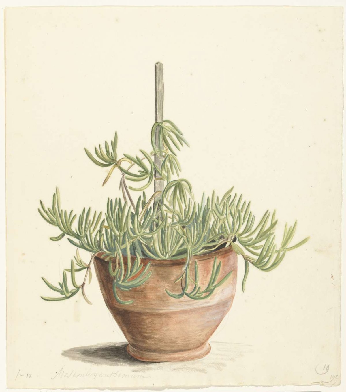 Mesembryanthemum in the family Aizoaceae, Laurens Vincentsz. van der Vinne, 1668 - 1729