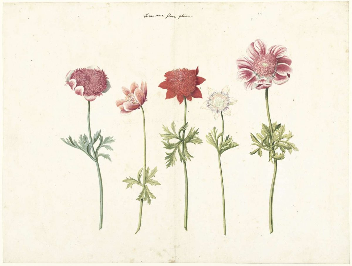 Five Studies of Anemones, anonymous, c. 1760 - c. 1770