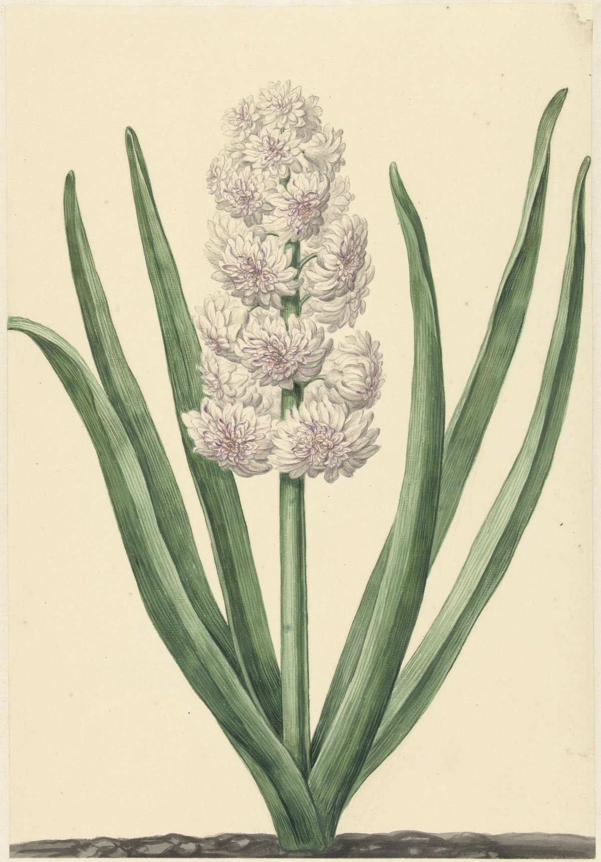 The pink and white hyacinth States General, Abraham Hendrik van Beesten, 1734