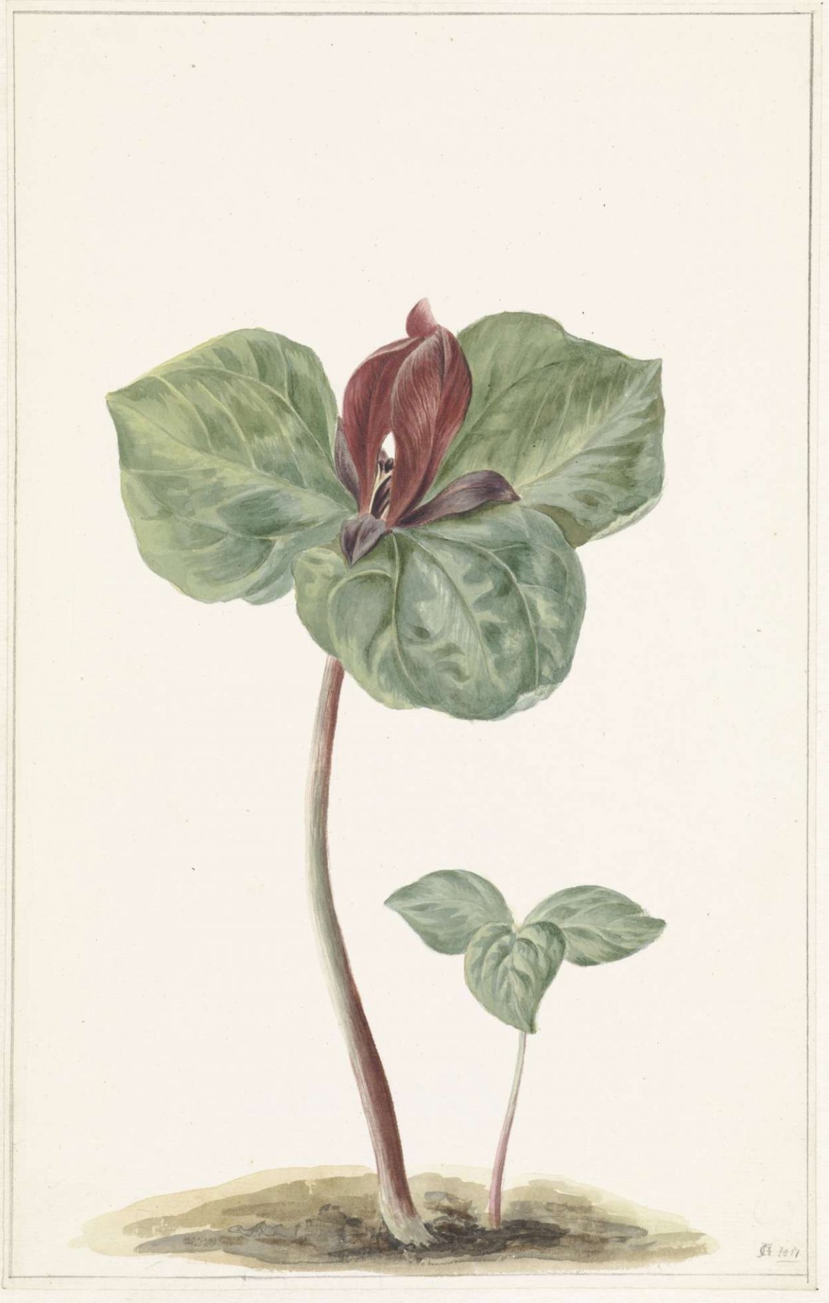 Trillium, anonymous, 1817