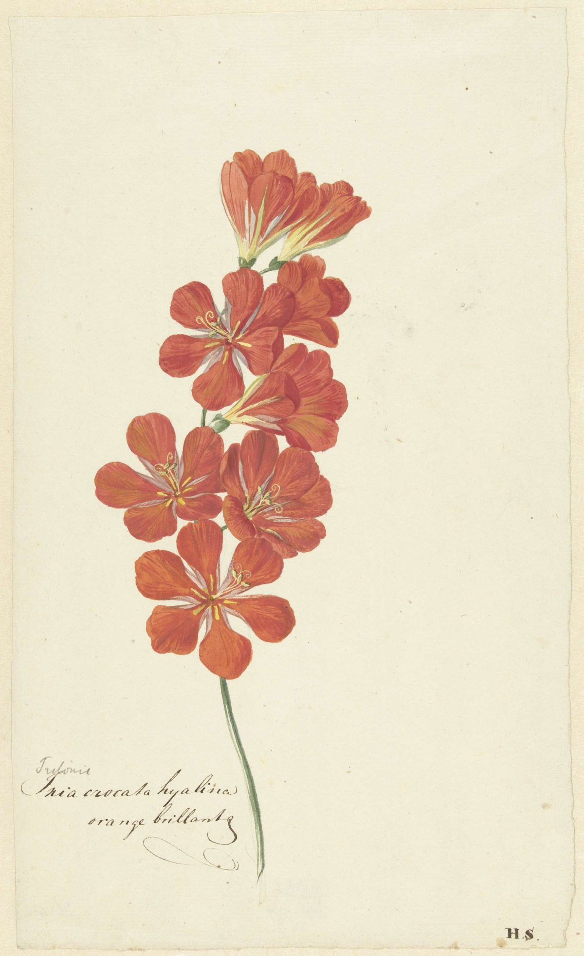 Tritonia Crocata (Flame Freesia), Hendrik Schwegman, c. 1780