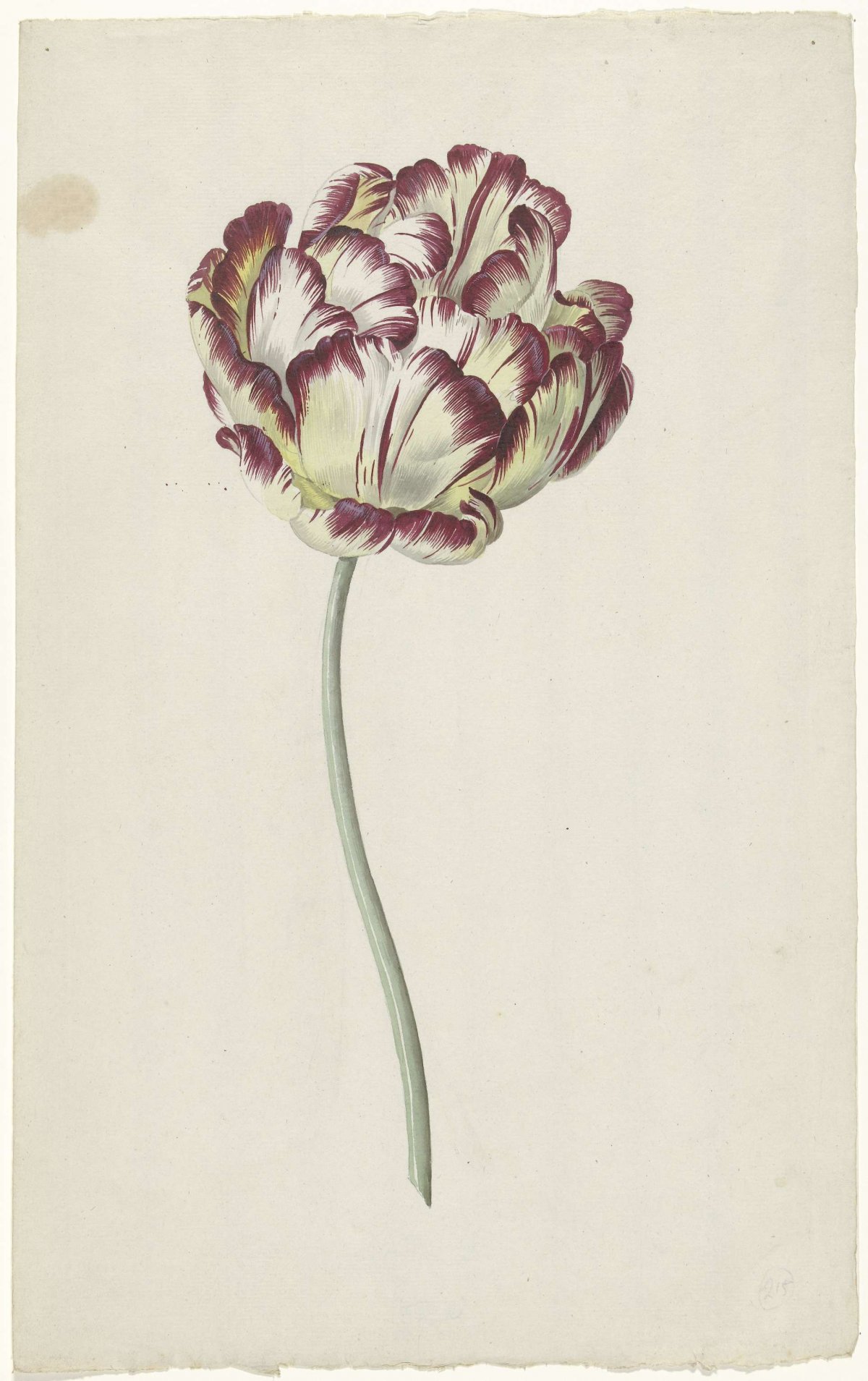 Tulip, Louis Moritz, 1783 - 1850