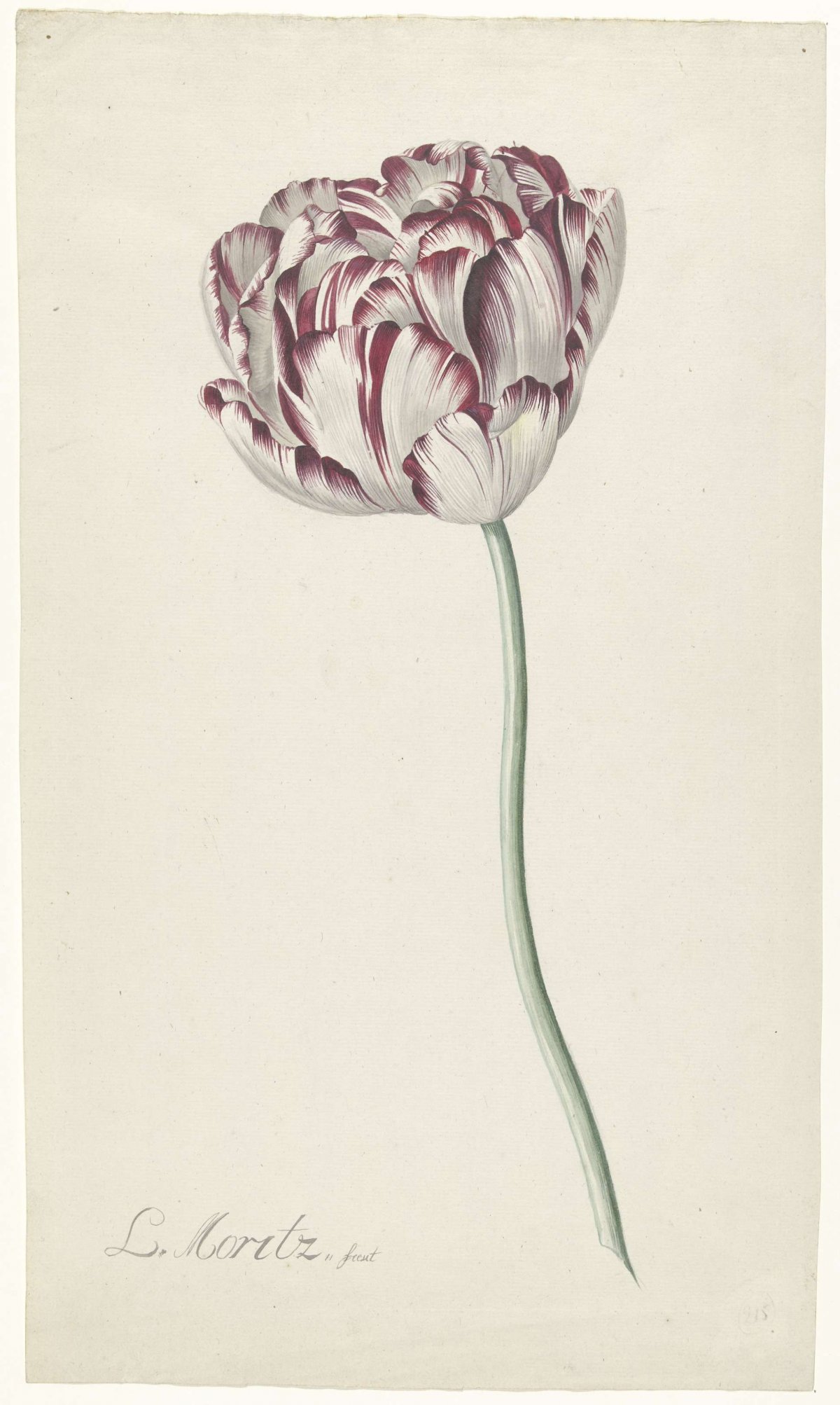 Tulp, Louis Moritz, 1783 - 1850
