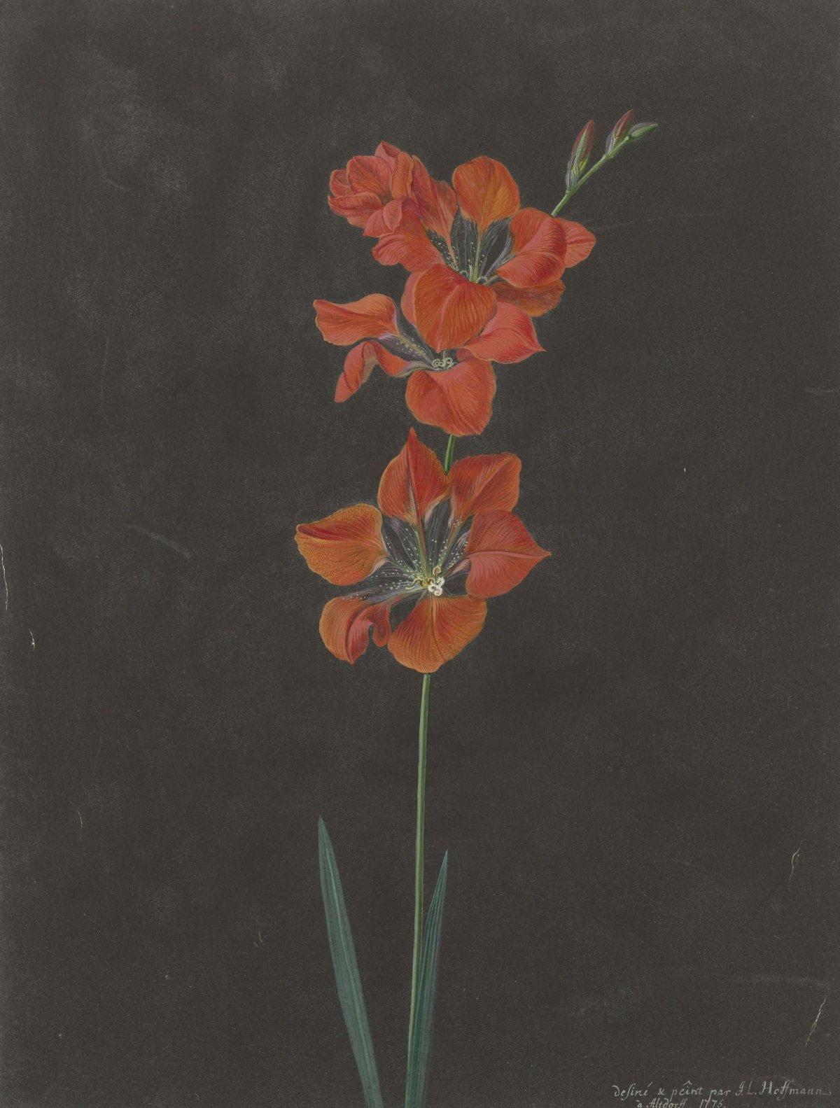 Lily, F. L. Hoffmann, 1775