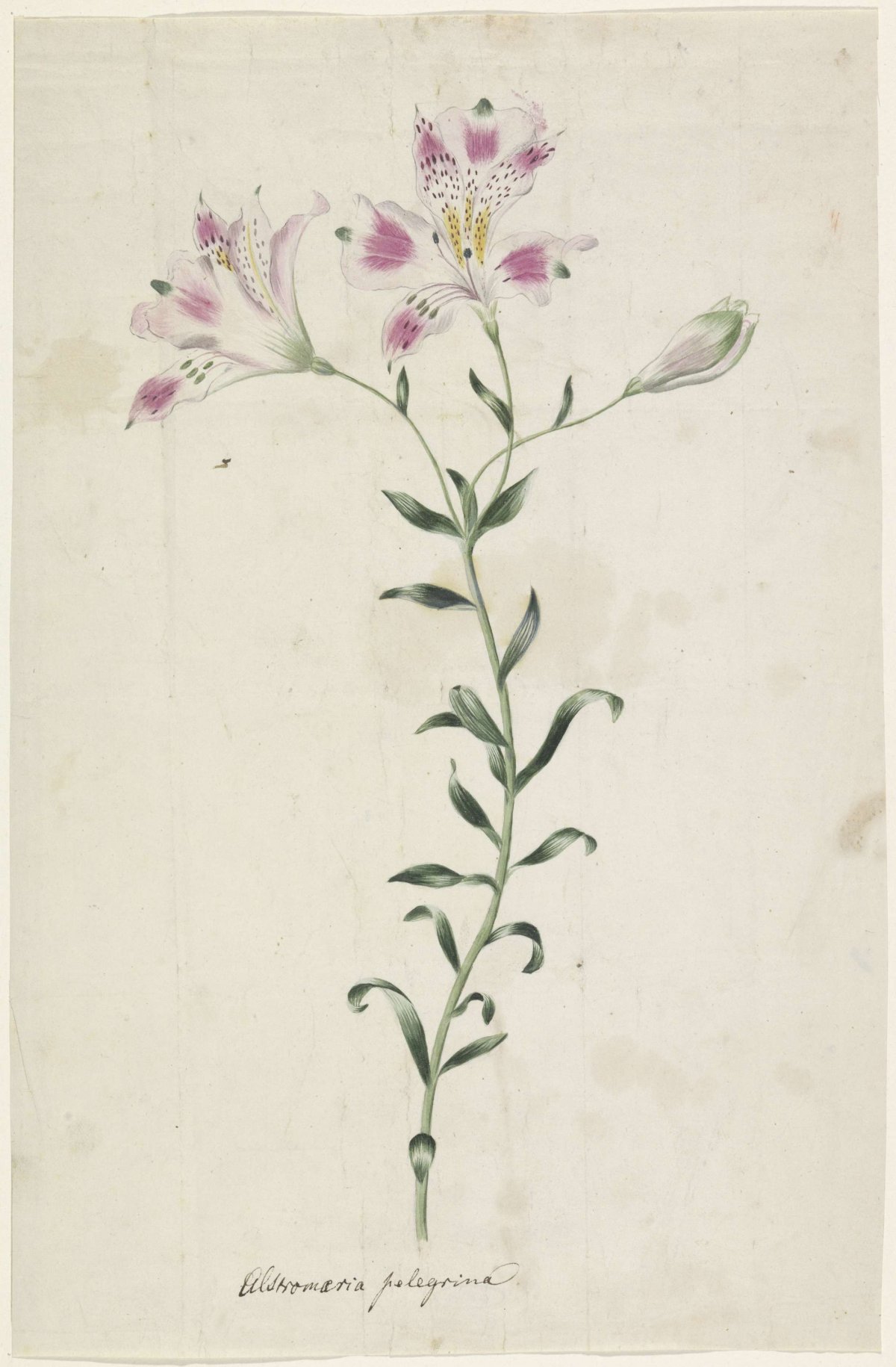 Lelie (Alstromaria Pelegrina), anonymous, 1700 - 1799