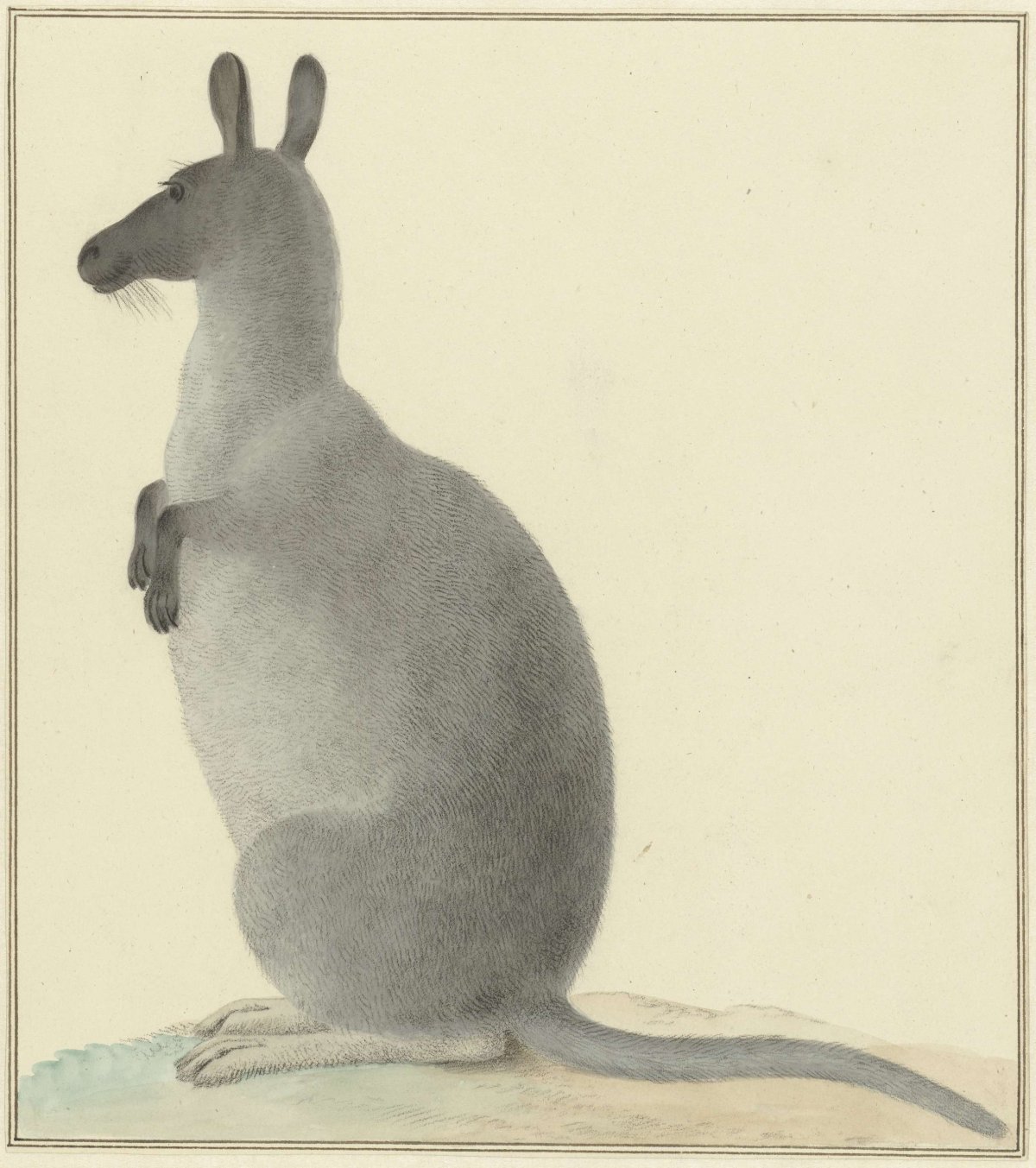 Kangoeroe, Isaac van Haastert, 1763 - 1834