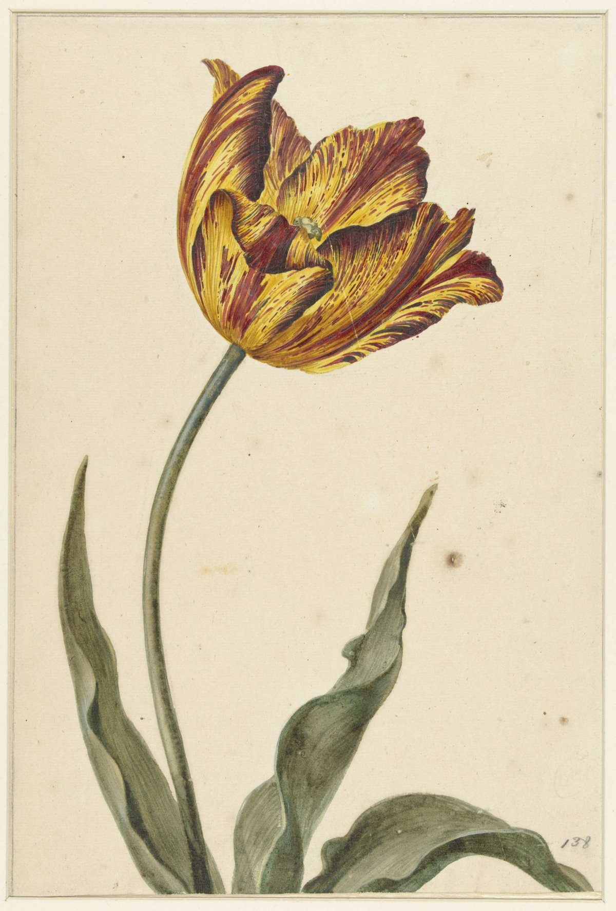 Geel-oranje-rode tulp, anonymous, 1700 - 1800
