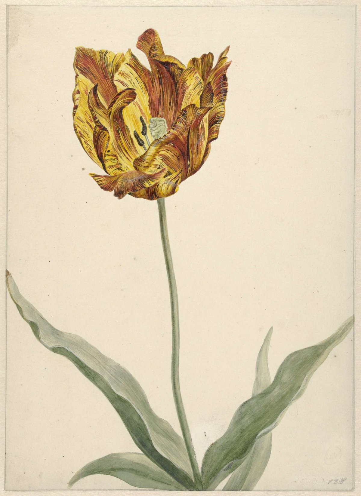Tulp, anonymous, 1700 - 1800