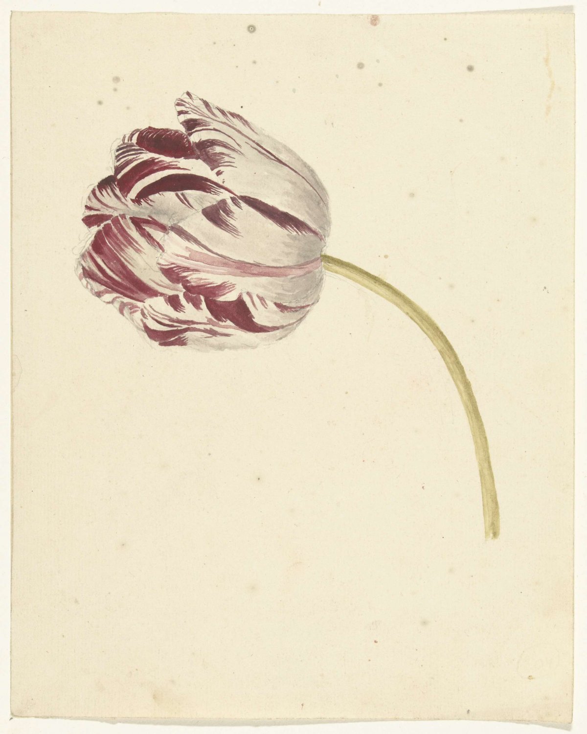 Rood-witte tulp, anonymous, 1700 - 1800