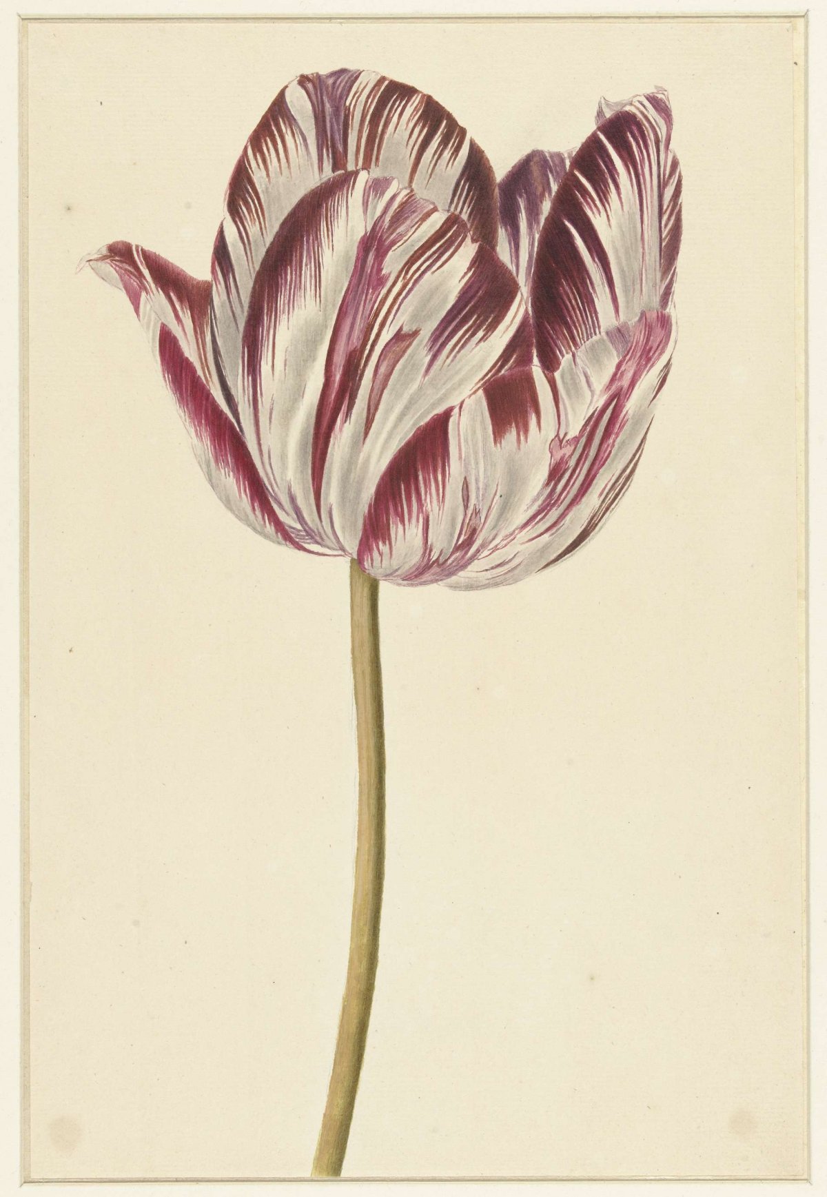 Rood-witte tulp, anonymous, 1700 - 1800