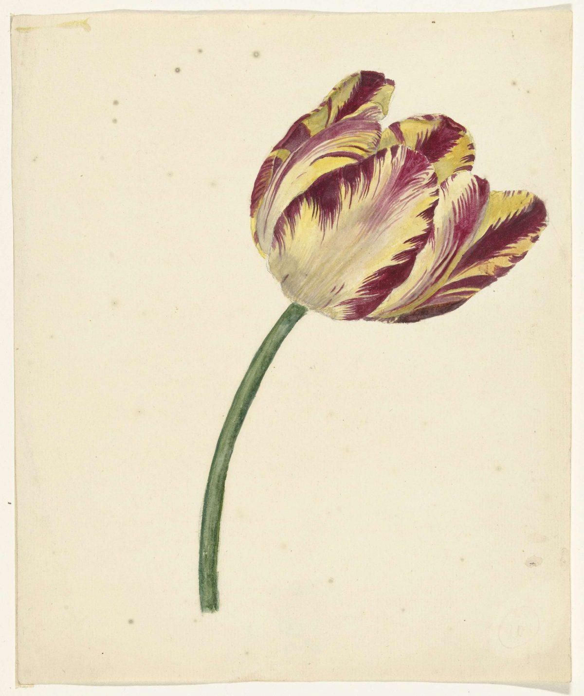 Geel-rode tulp, anonymous, 1700 - 1800