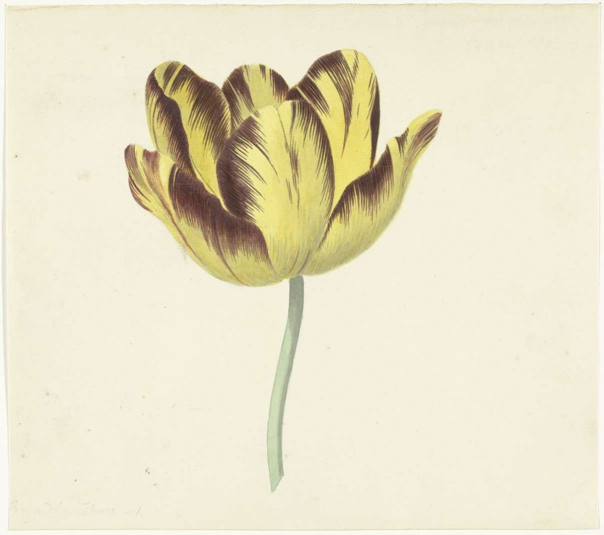 Tulp genaamd Bizard Le Febure No. 1, Cornelis van Noorde, 1741 - 1795