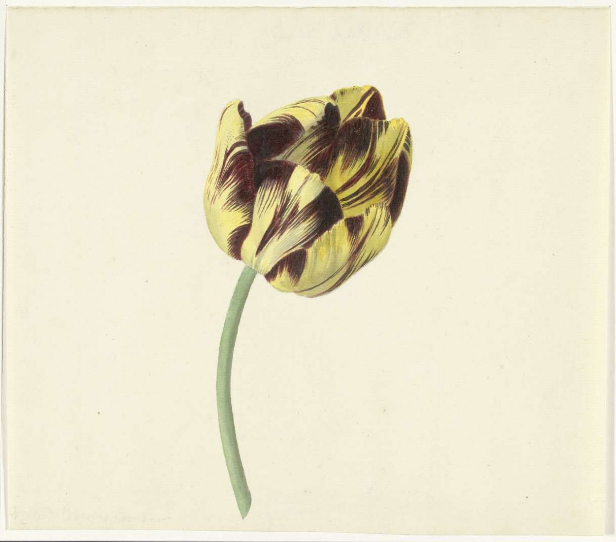 Tulp genaamd Bizard Pontifex Romanus, Cornelis van Noorde, 1741 - 1795