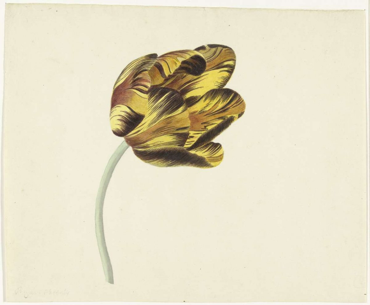 Tulp genaamd Bizard Phoenix, Cornelis van Noorde, 1741 - 1795