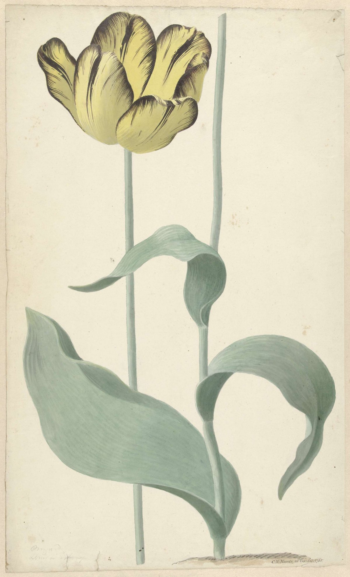 De tulp Bizard Louis d'Effroy, Cornelis van Noorde, 1765