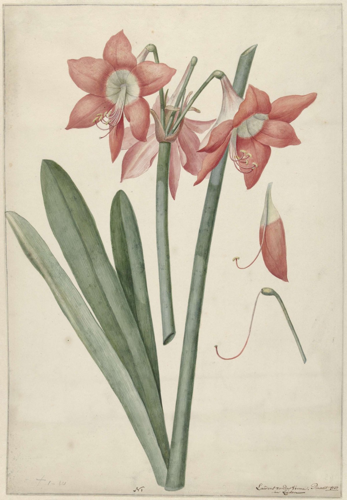 Amaryllis Haworthia Margaritiferas, Laurens Jacobsz. van der Vinne, 1737