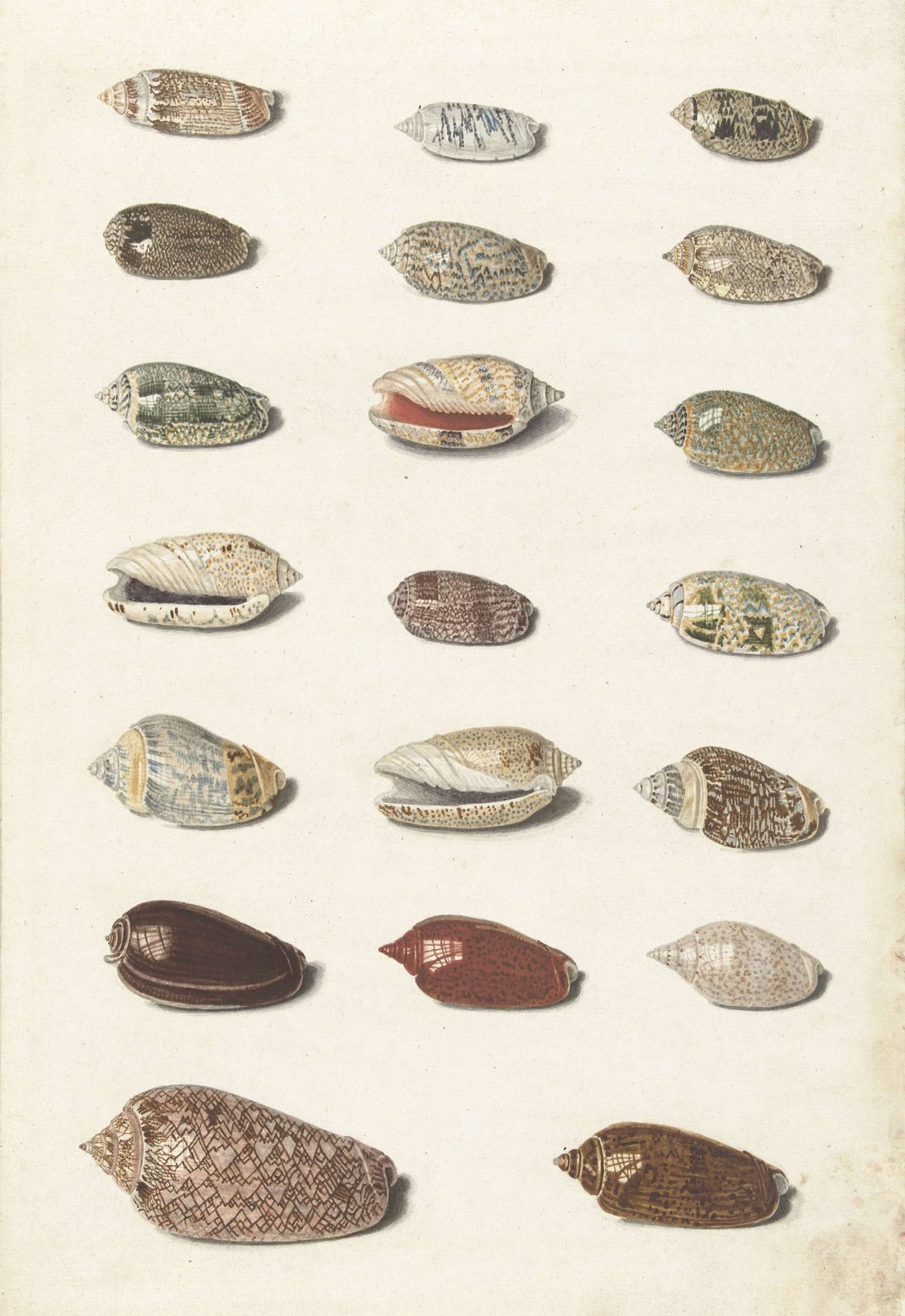Twenty Tropical Shells, Johann Gustav Hoch, 1726 - 1779