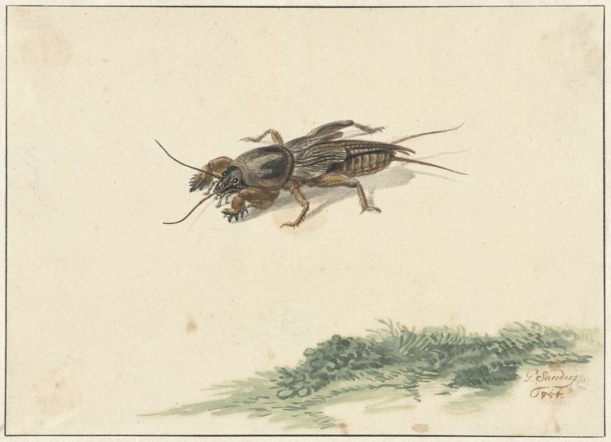 Insect, Gerard Sanders, 1754