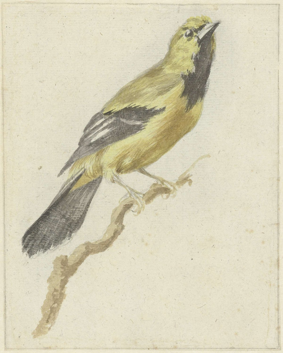 Gele Troepiaal (Icterus nigrogularis), Pieter Gevers, 1700 - 1800