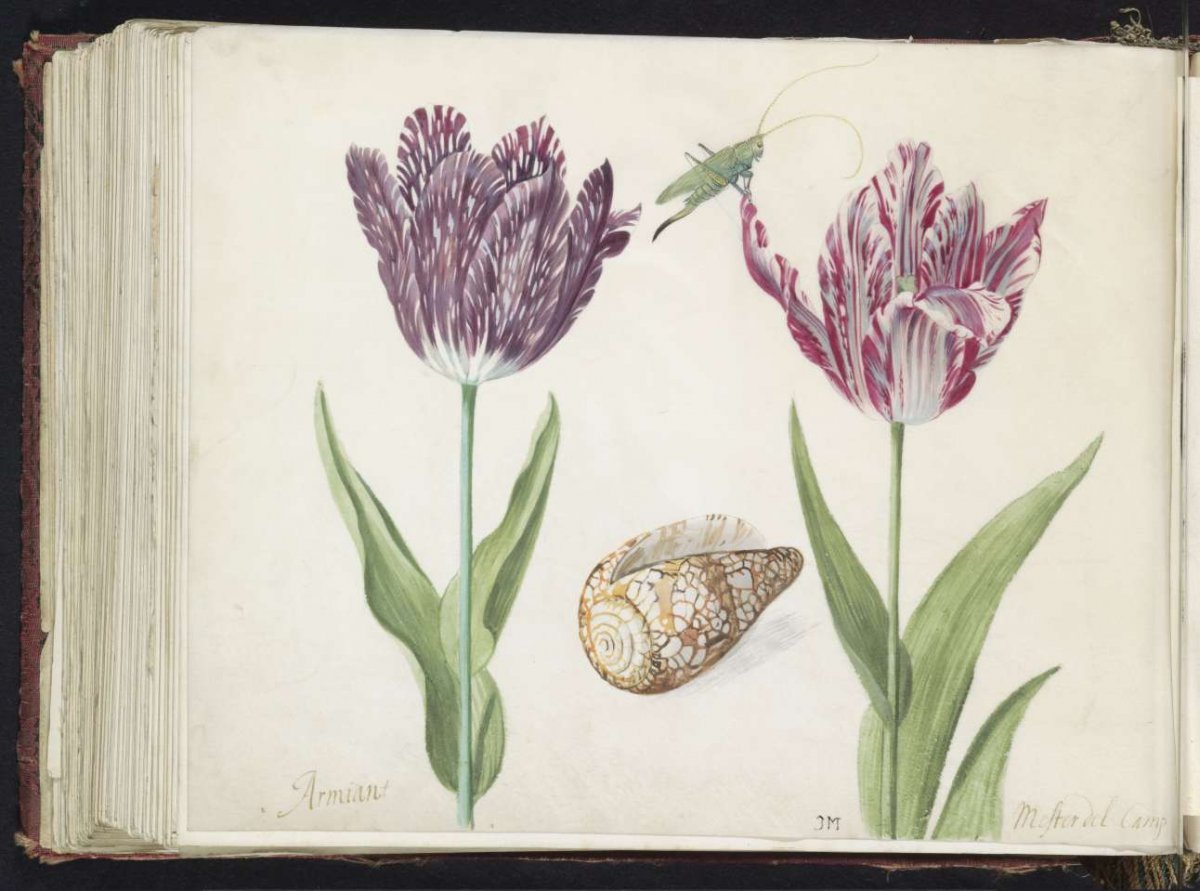 Two tulips with shell and grasshopper, Jacob Marrel, 1639