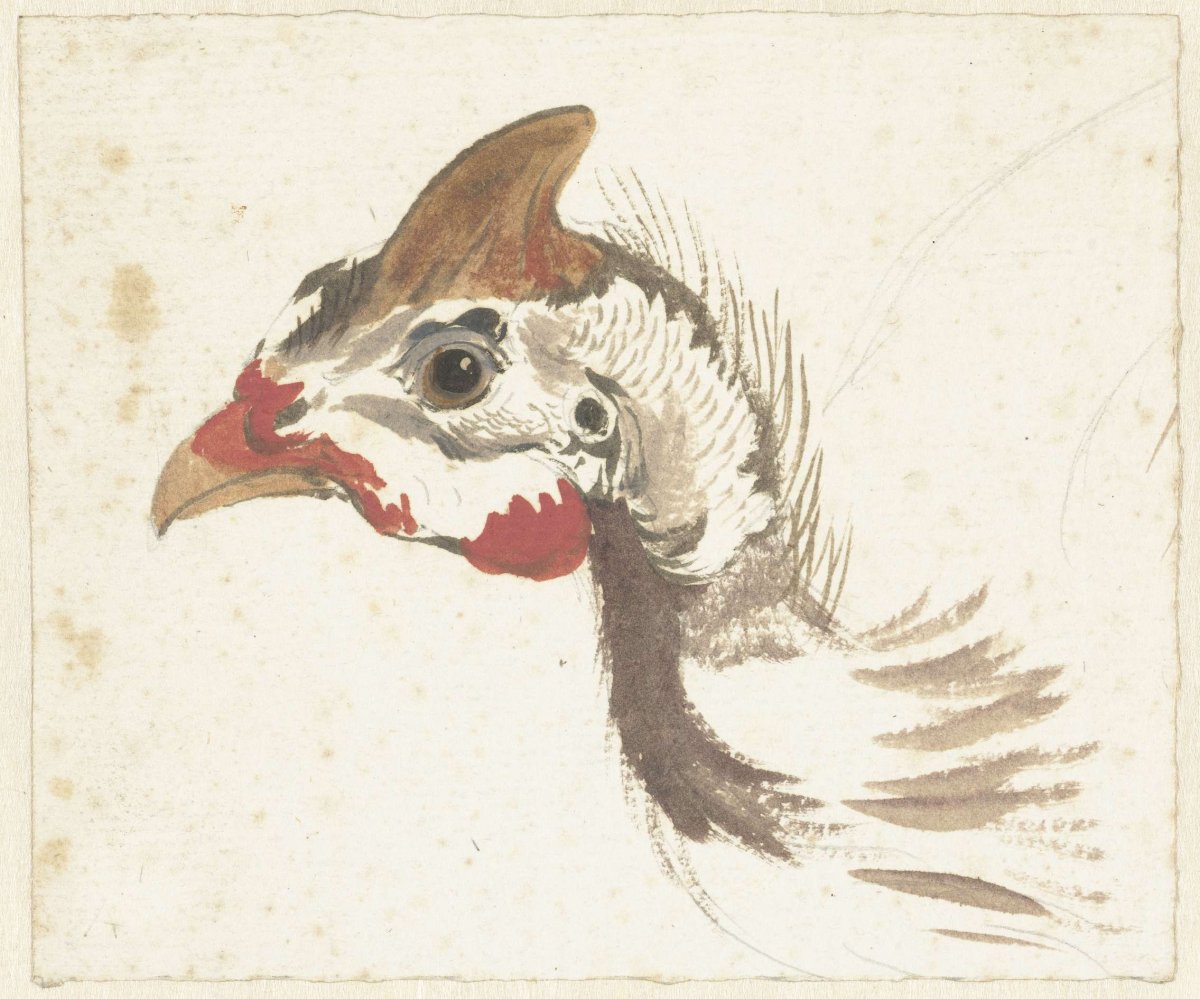 Head of a Helmeted Guineafowl, Aert Schouman, 1720 - 1792