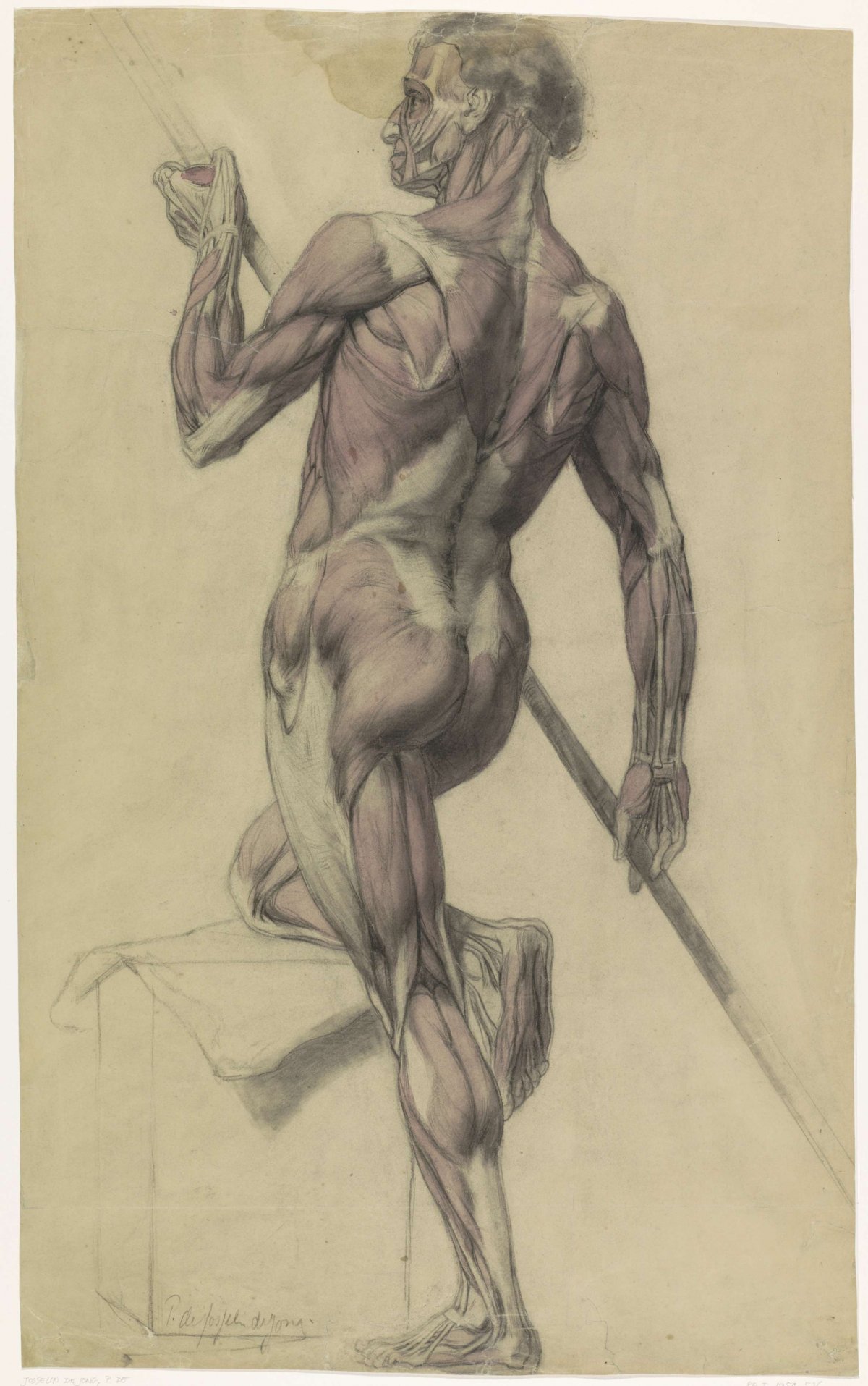 Anatomical study of a male body, Pieter de Josselin de Jong, 1871 - 1906