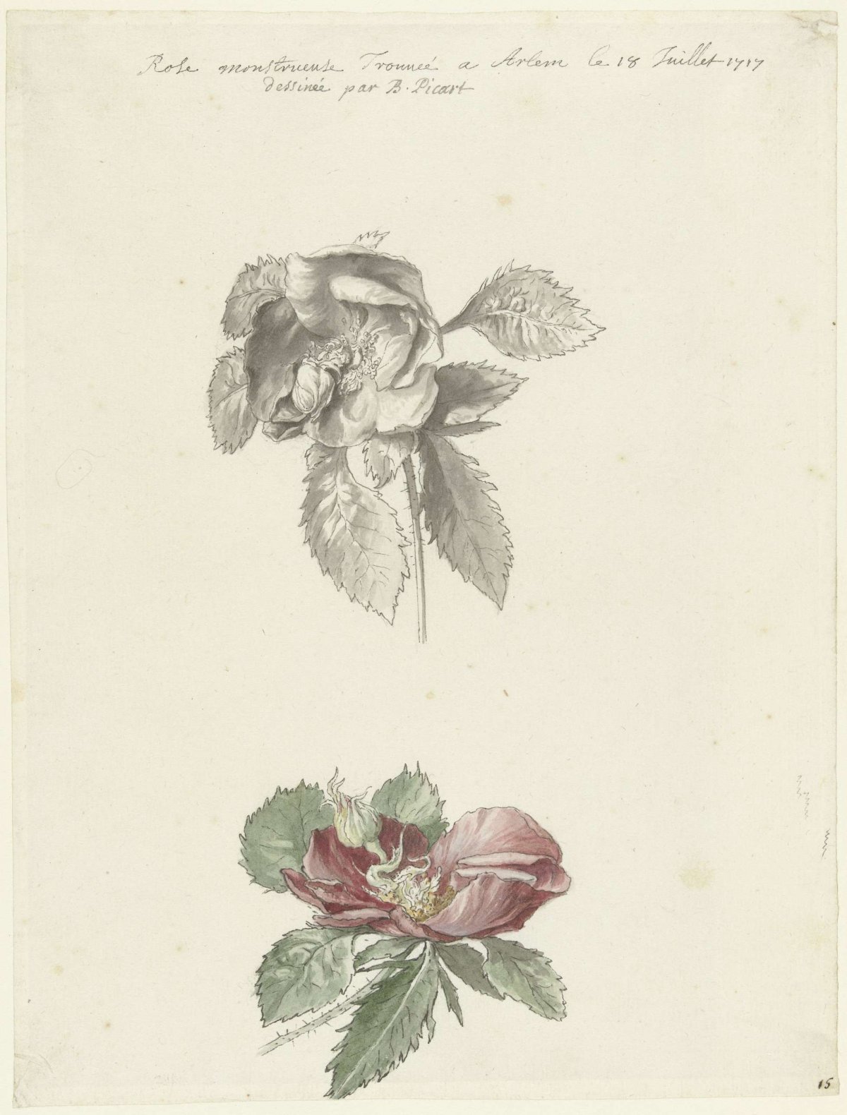 Study sheet with a rose, Bernard Picart, 1683 - 1733