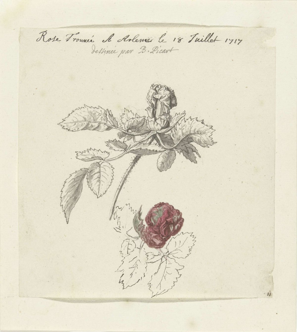 Study sheet with a rose, Bernard Picart, 1683 - 1733