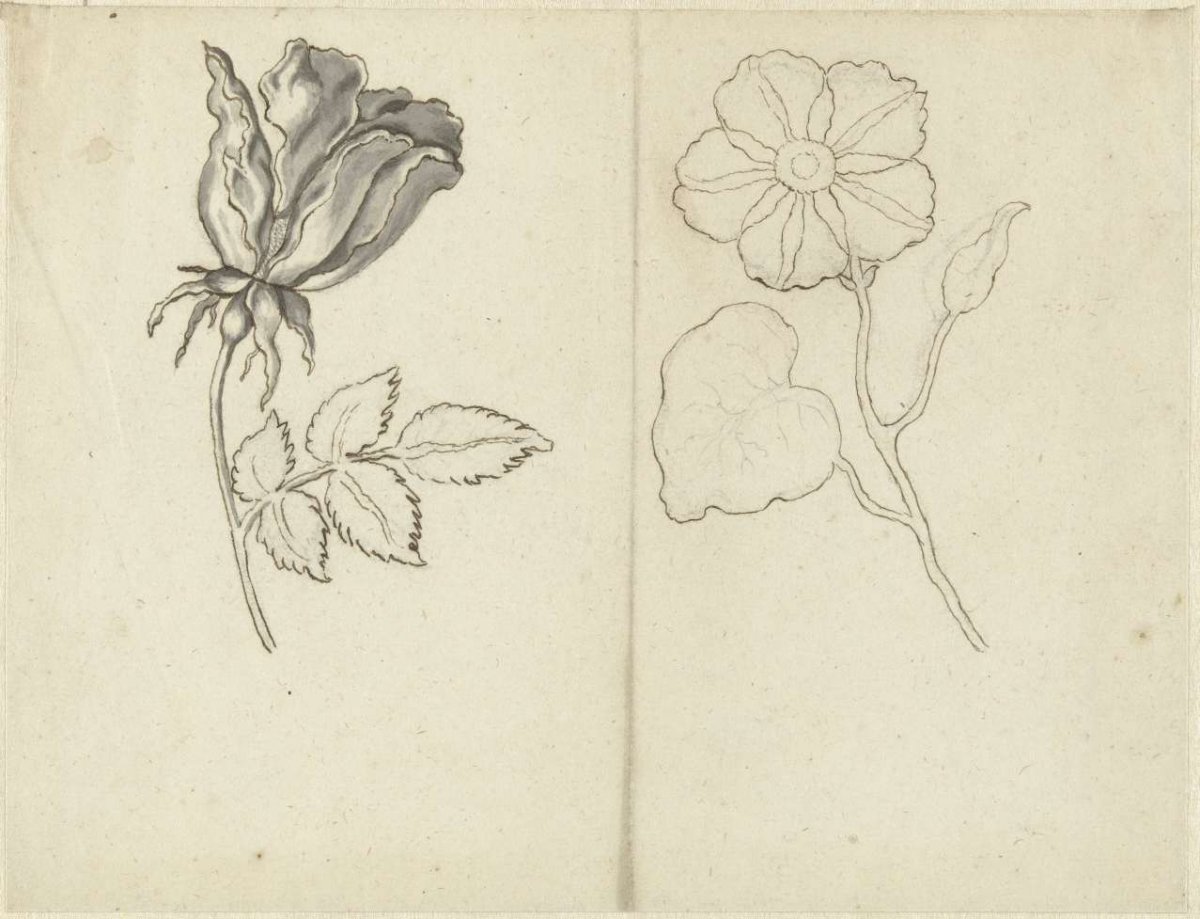 Study sheet with a rose and a ranunculus (?), Bernard Picart, 1683 - 1733
