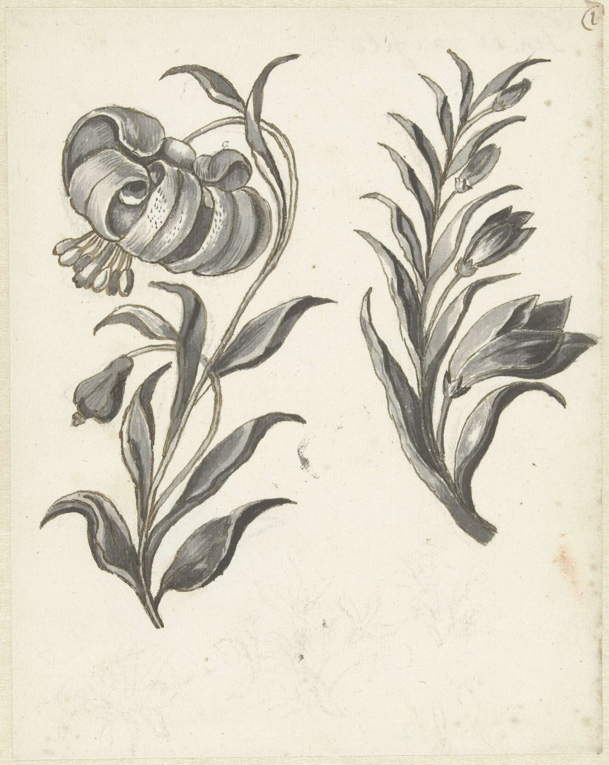Tiger lily and mean Bolder Oak, Bernard Picart, 1683 - 1733