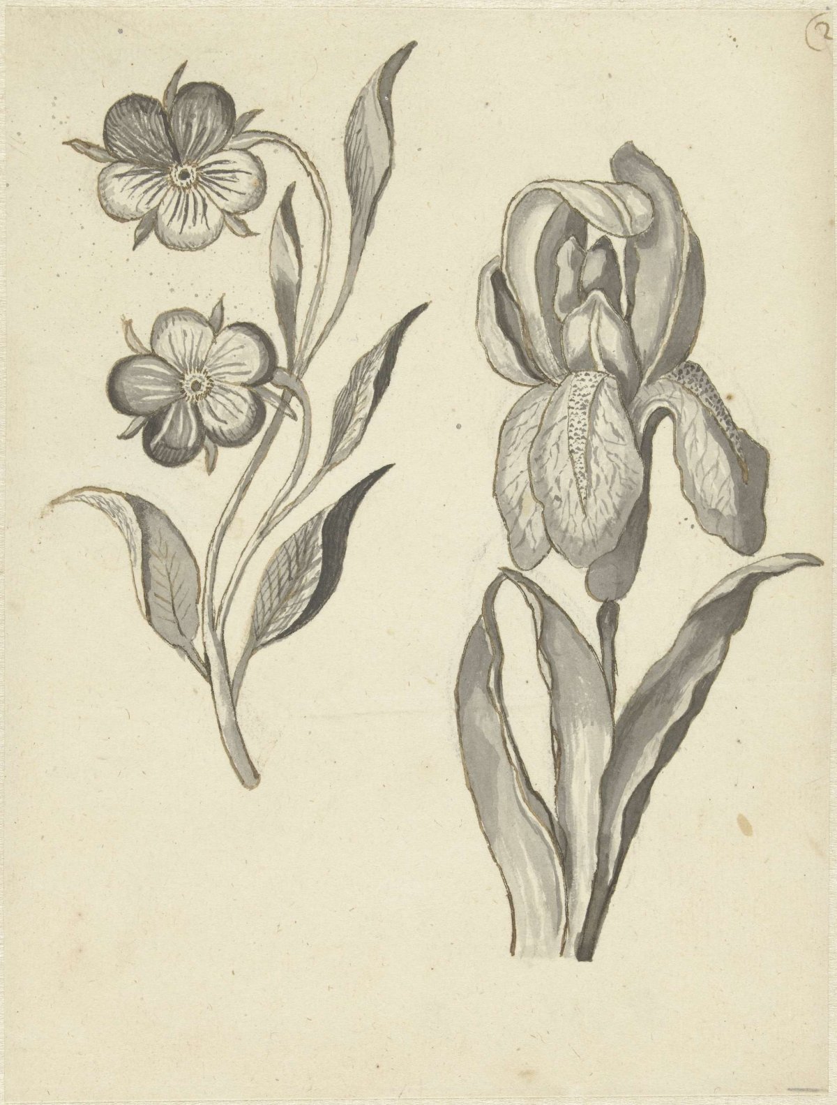 Pansy and iris, Bernard Picart, 1683 - 1733
