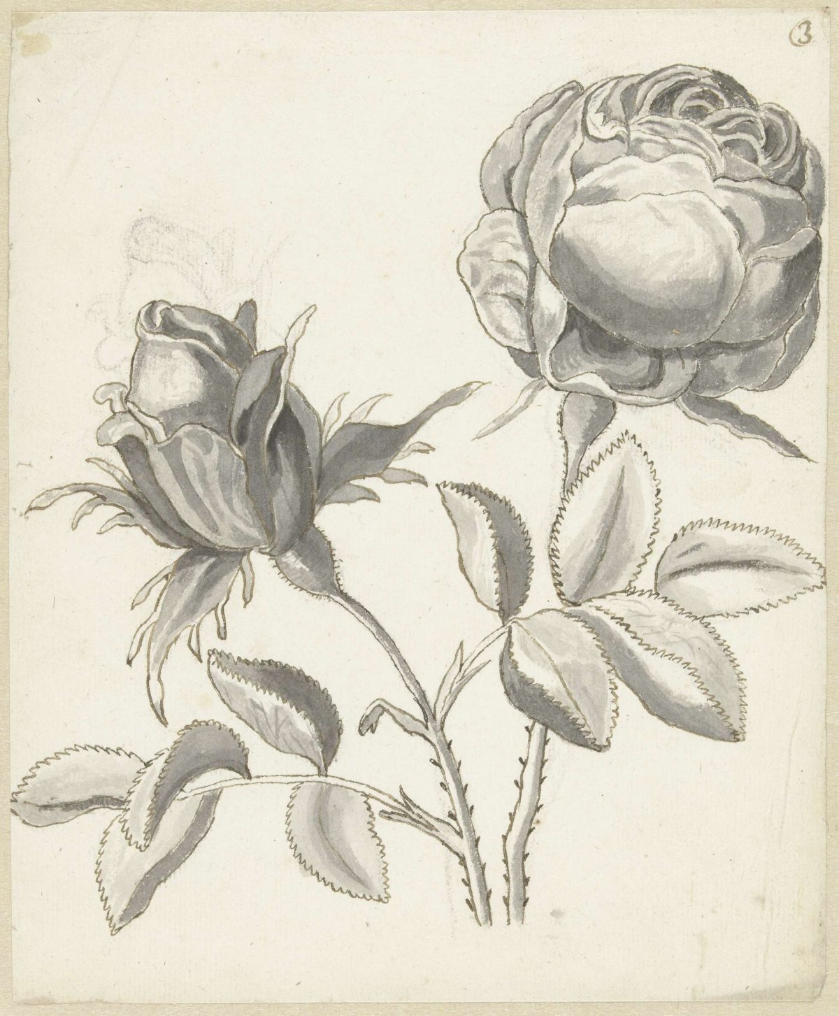 Two roses, Bernard Picart, 1683 - 1733